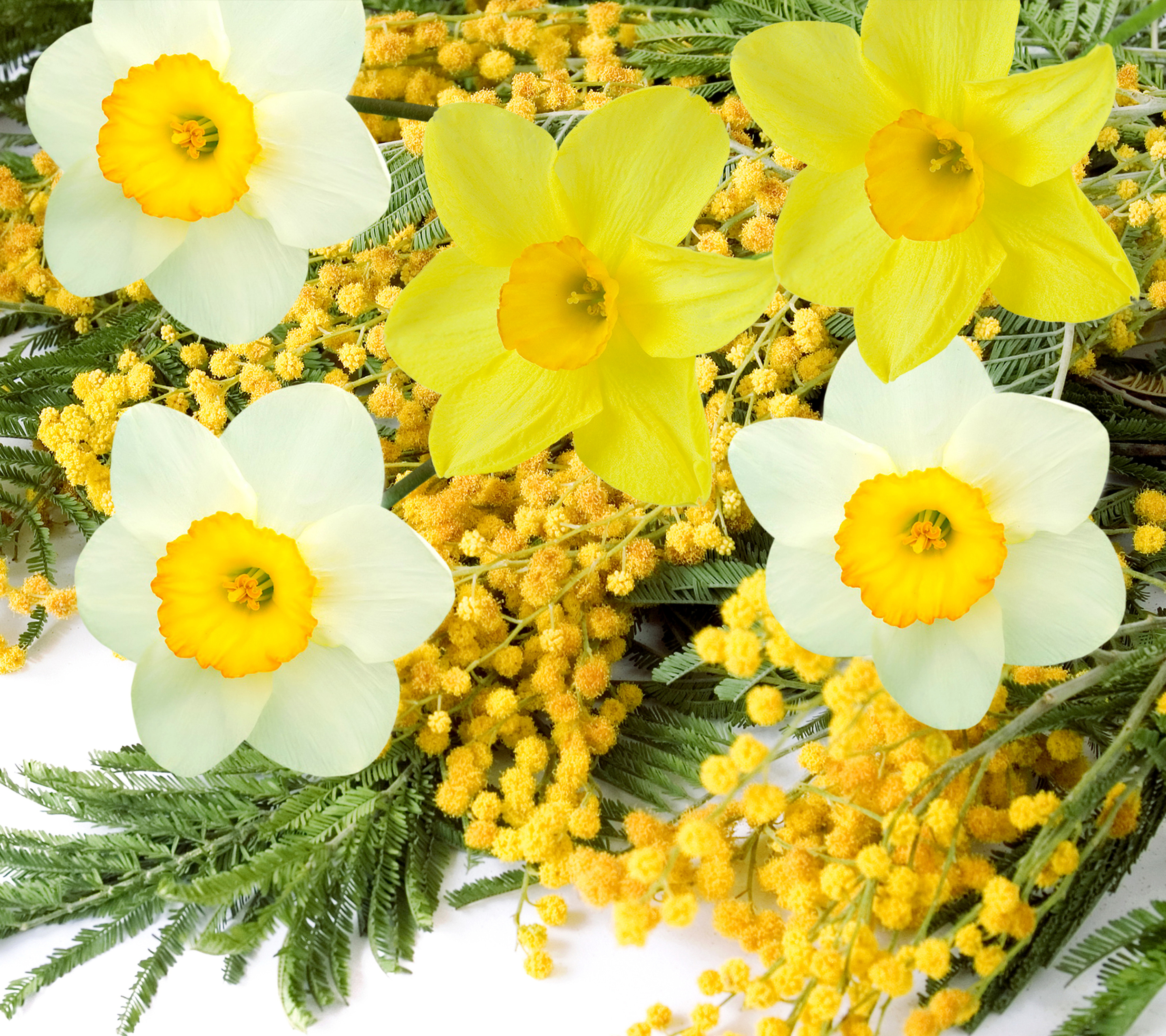 Download mobile wallpaper Flowers, Flower, Earth, Yellow Flower, White Flower, Daffodil for free.