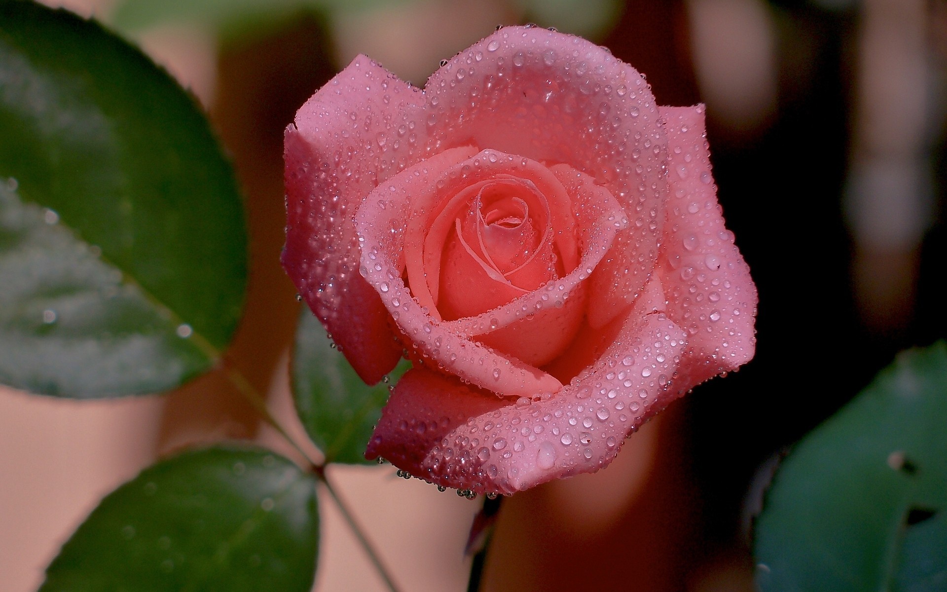 flowers, roses, drops, plants, red Full HD