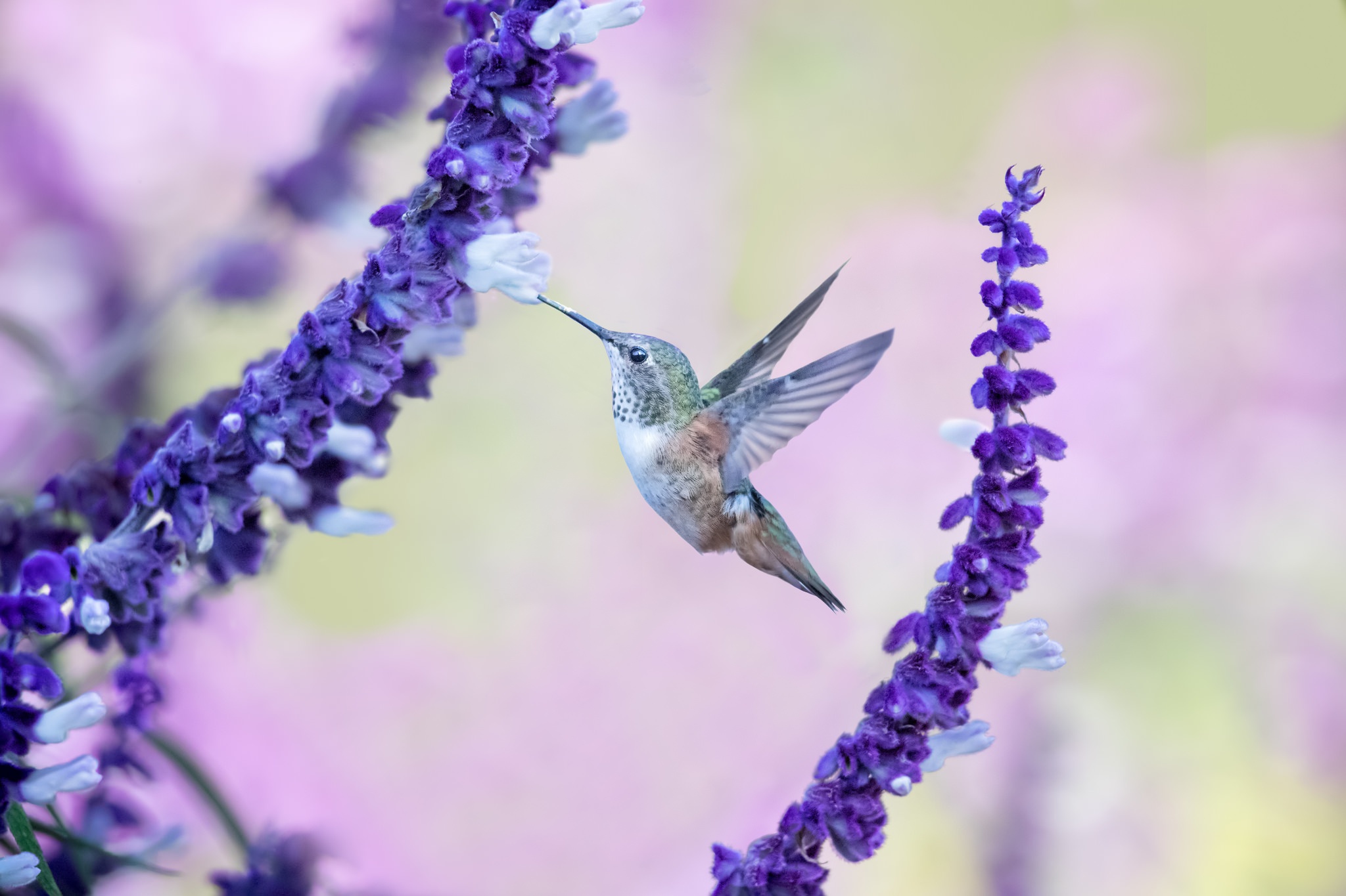 無料モバイル壁紙動物, 鳥, ハチドリ, 紫色の花をダウンロードします。