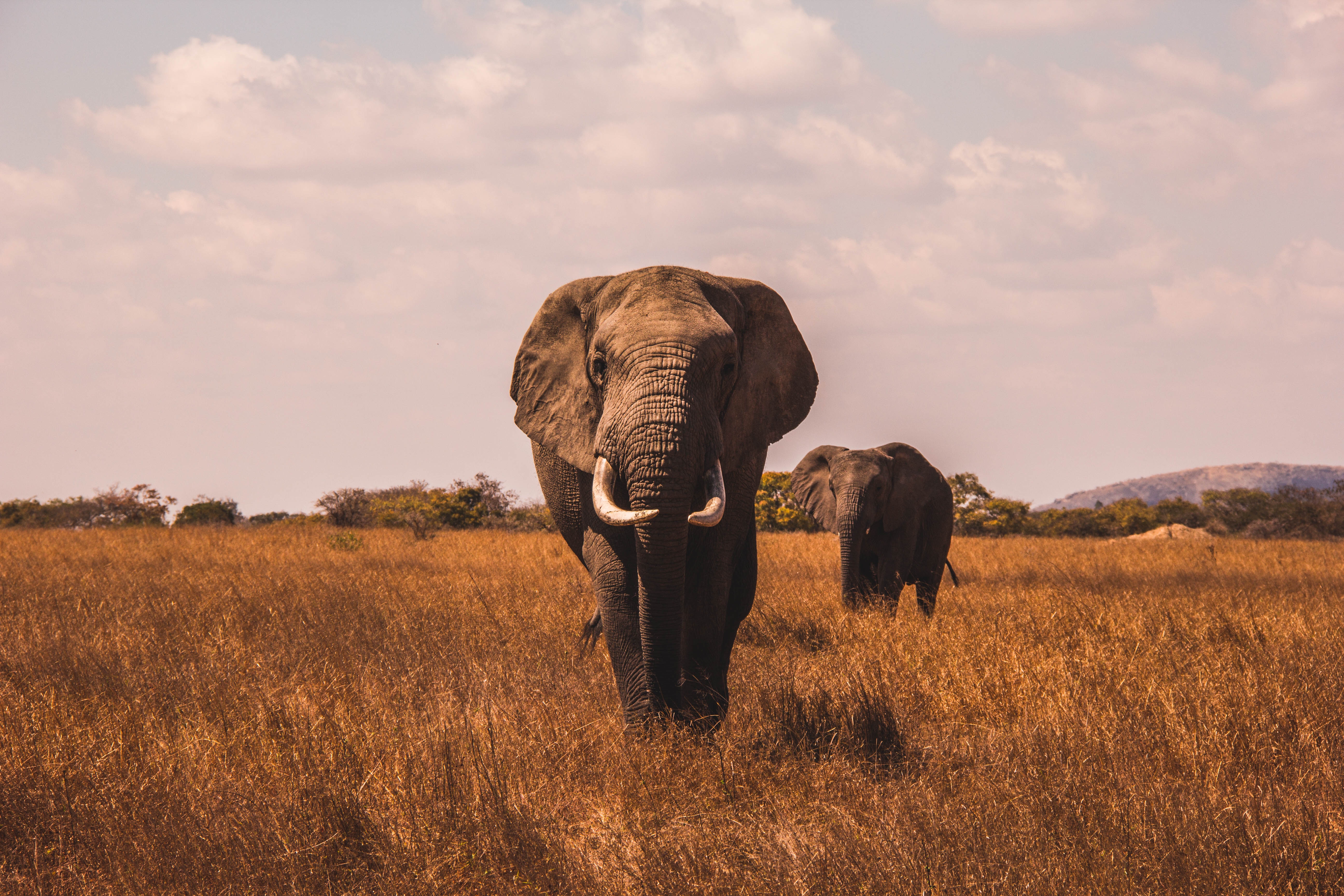 Free download wallpaper Elephants, Animal, African Bush Elephant, Stare on your PC desktop