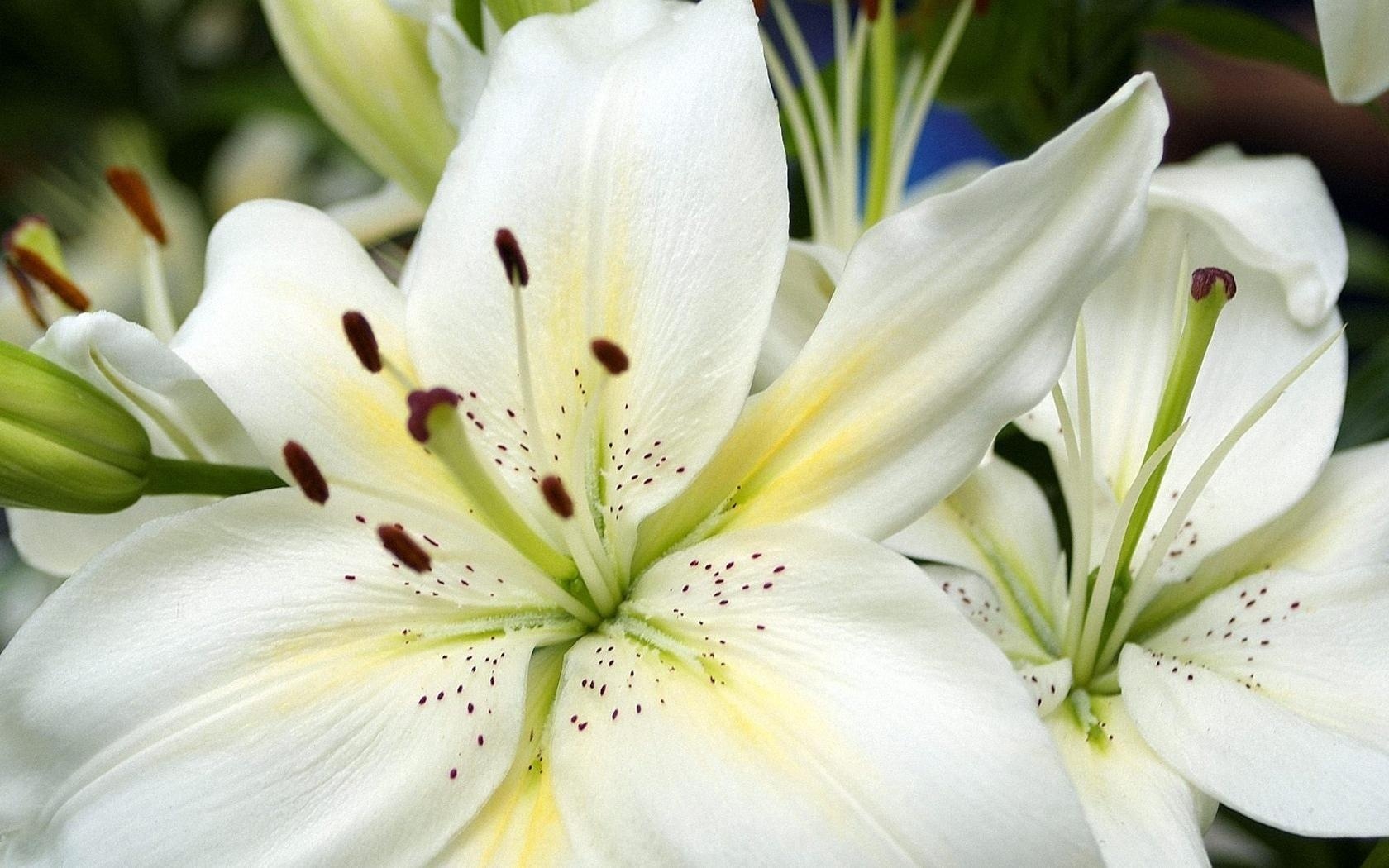 Free download wallpaper Flowers, Flower, Earth, Lily on your PC desktop