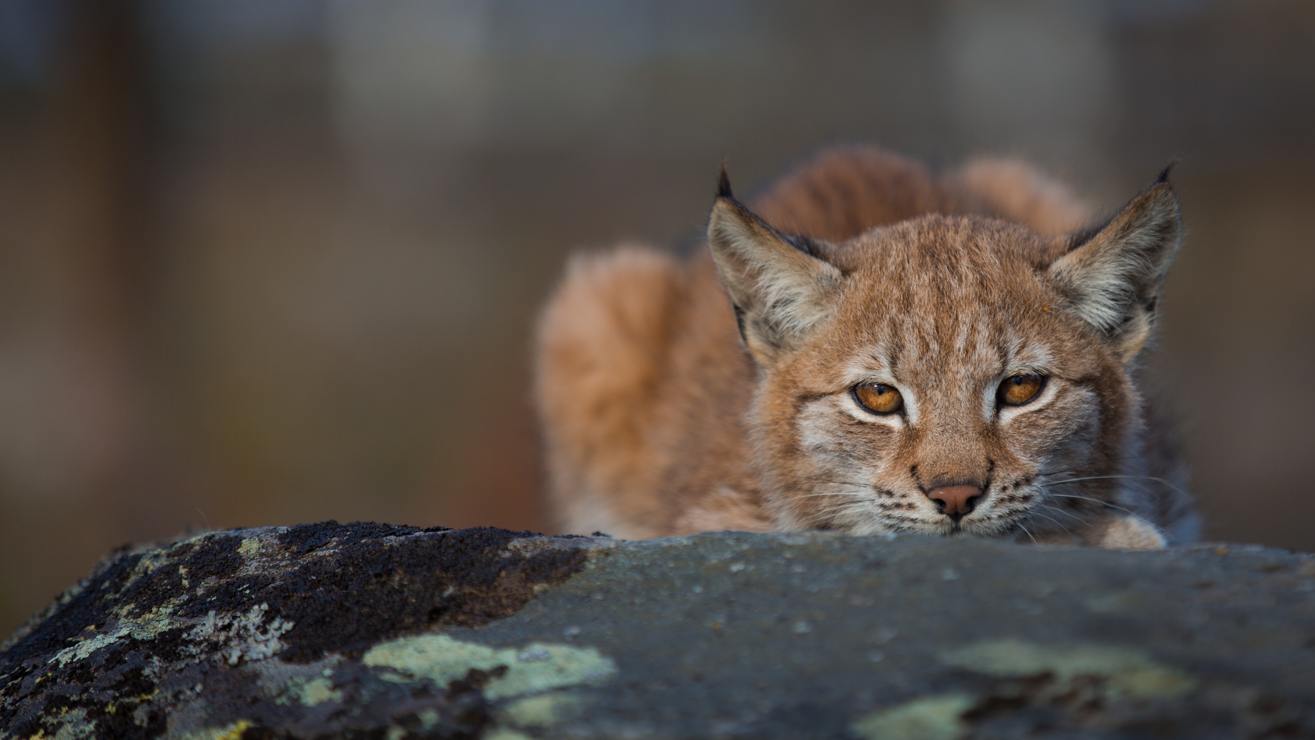 Descarga gratis la imagen Lince, Gatos, Animales en el escritorio de tu PC