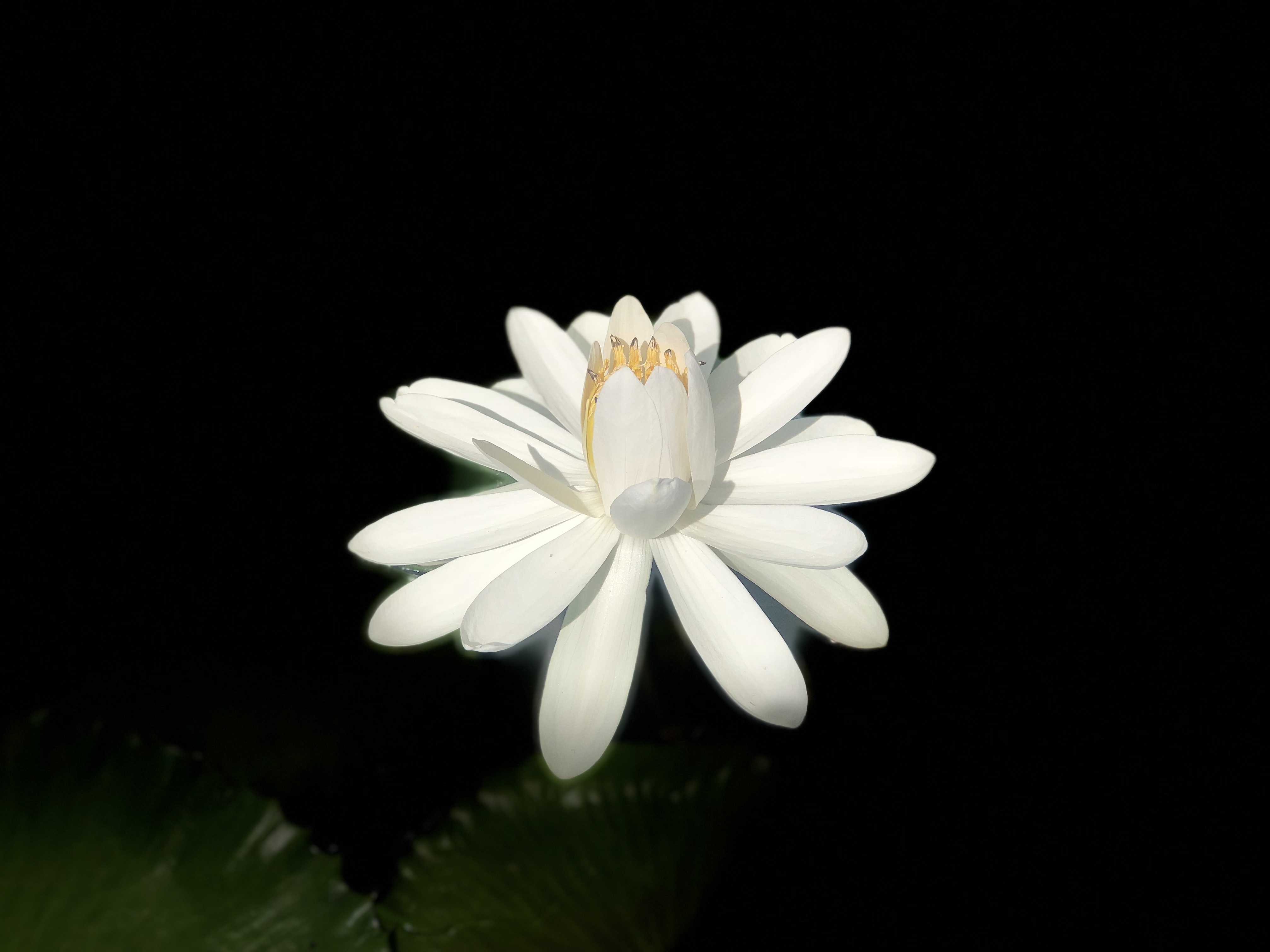 PCデスクトップに咲く, 開花, ロータス, 暗い背景, 白い, 蓮, フラワーズ画像を無料でダウンロード