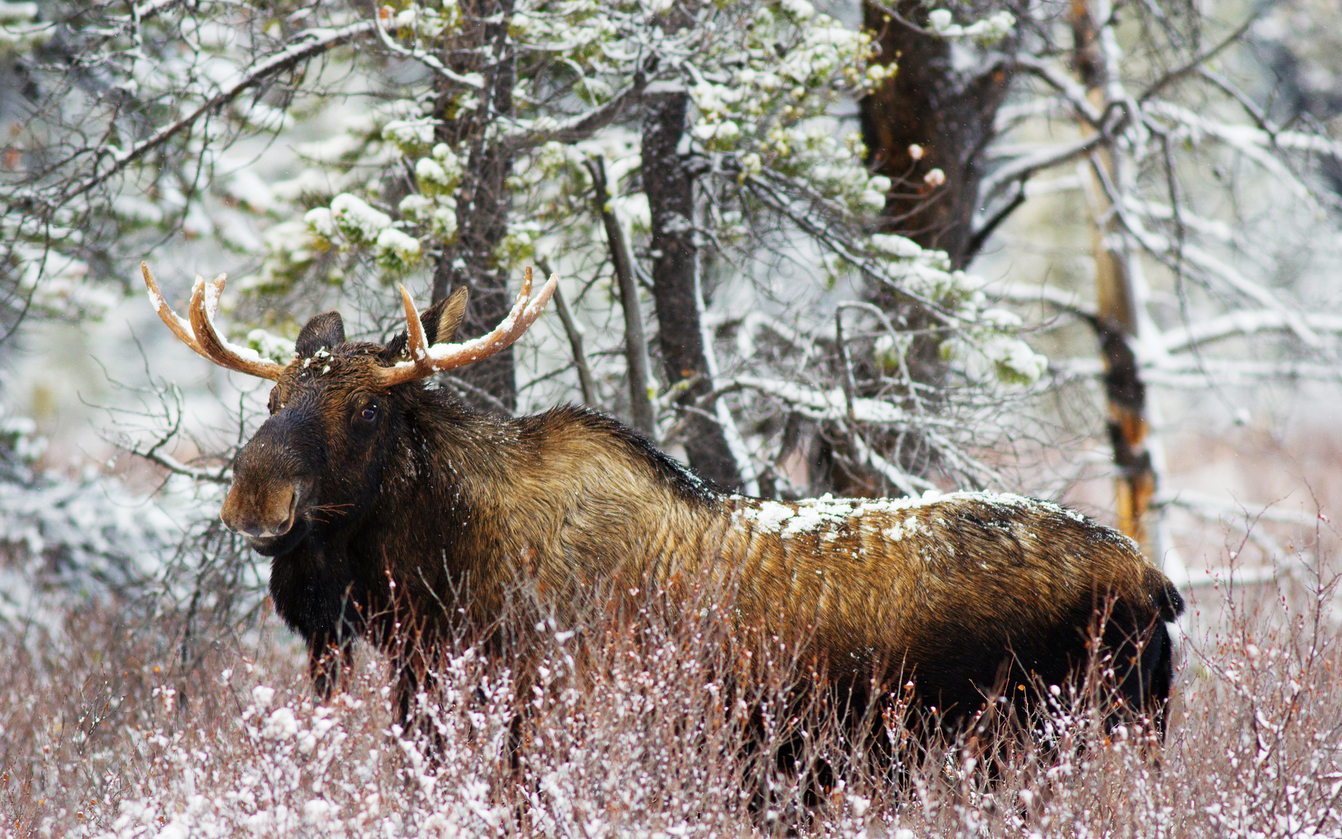 animal, moose Phone Background