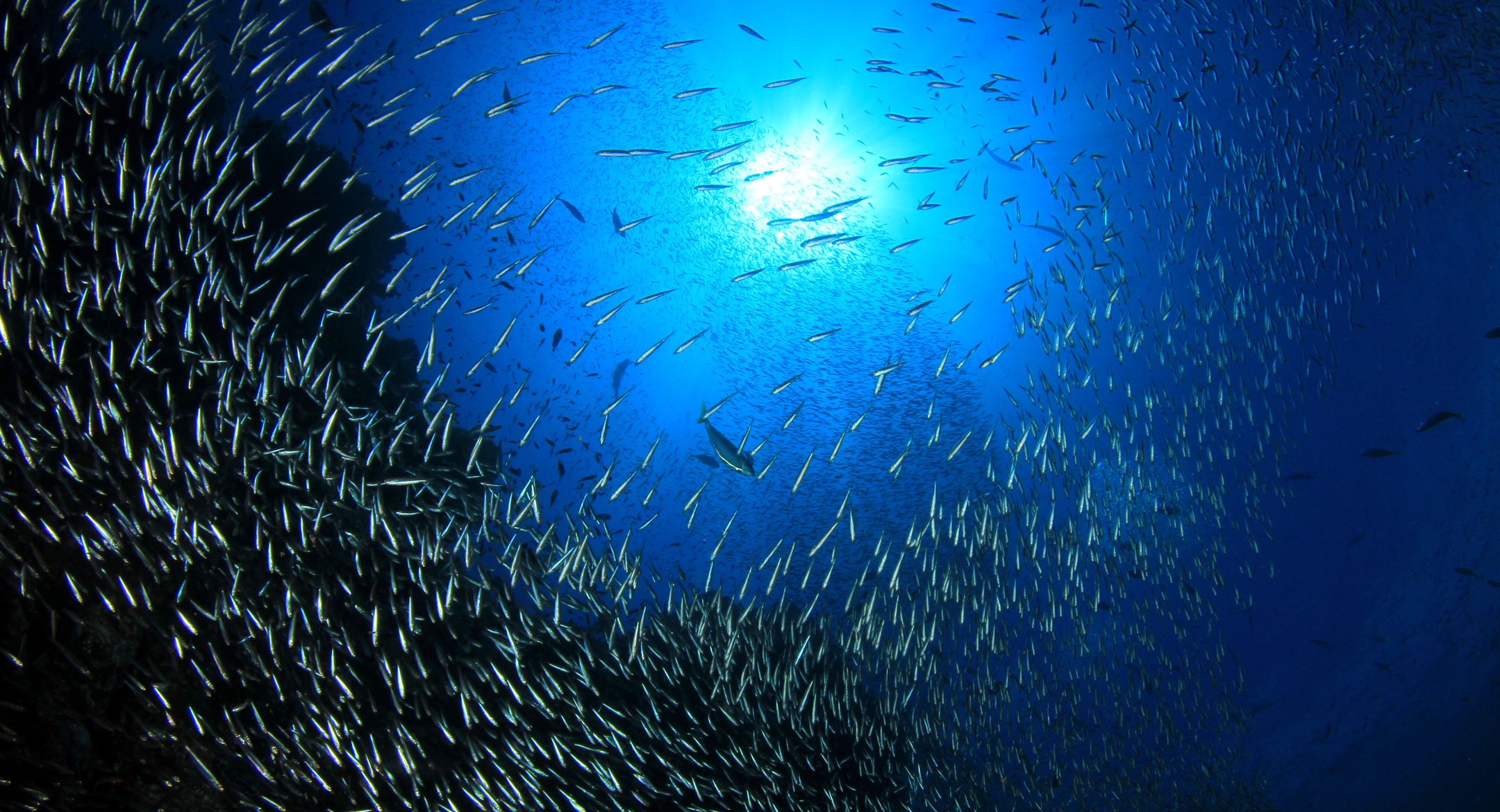 Скачать картинку Животные, Рыбы, Подводный, Морская Жизнь в телефон бесплатно.