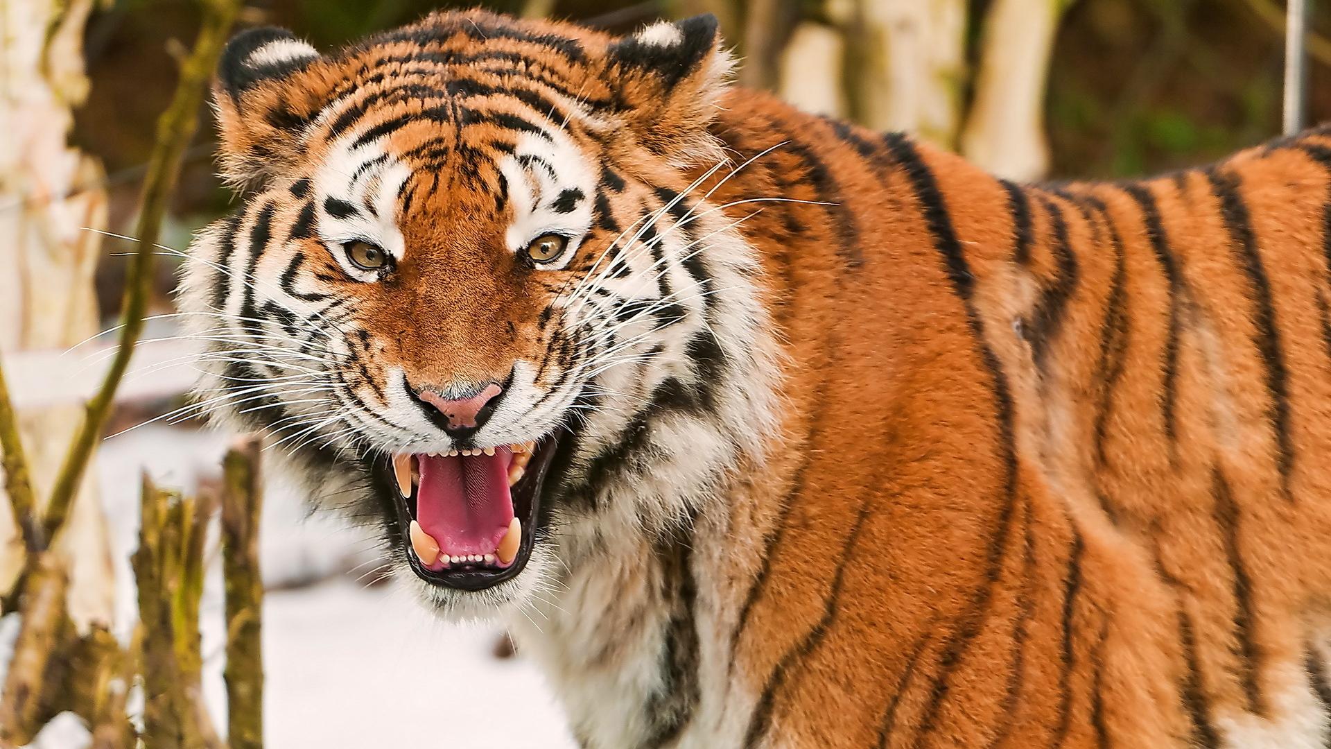 Téléchargez gratuitement l'image Chats, Animaux, Tigre sur le bureau de votre PC