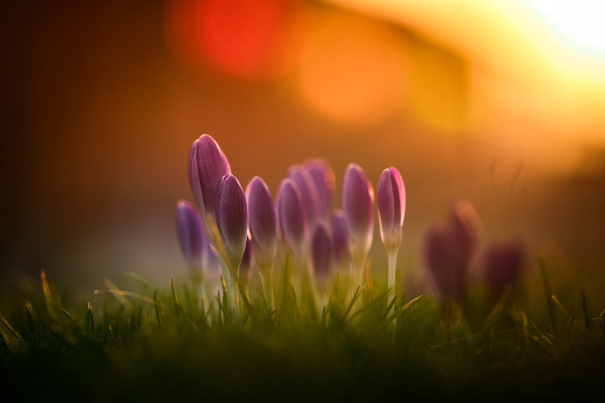 PCデスクトップに自然, フラワーズ, 花, 地球, ぼかし, 春, クロッカス, 紫色の花画像を無料でダウンロード