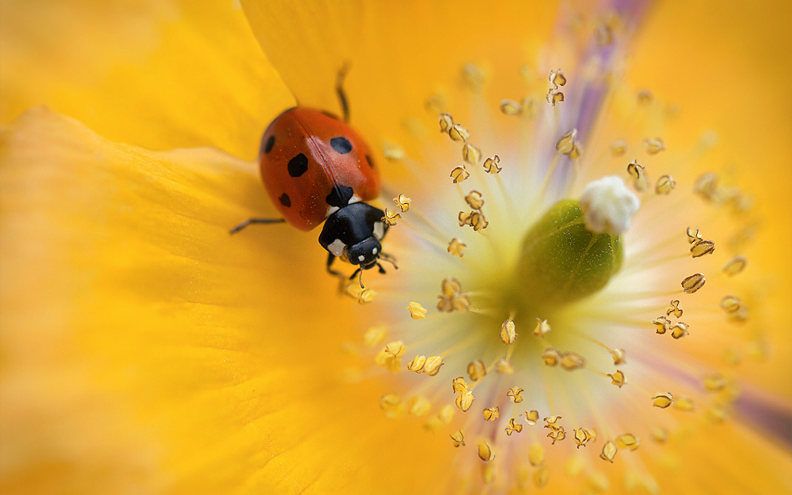 Download mobile wallpaper Animal, Ladybug for free.