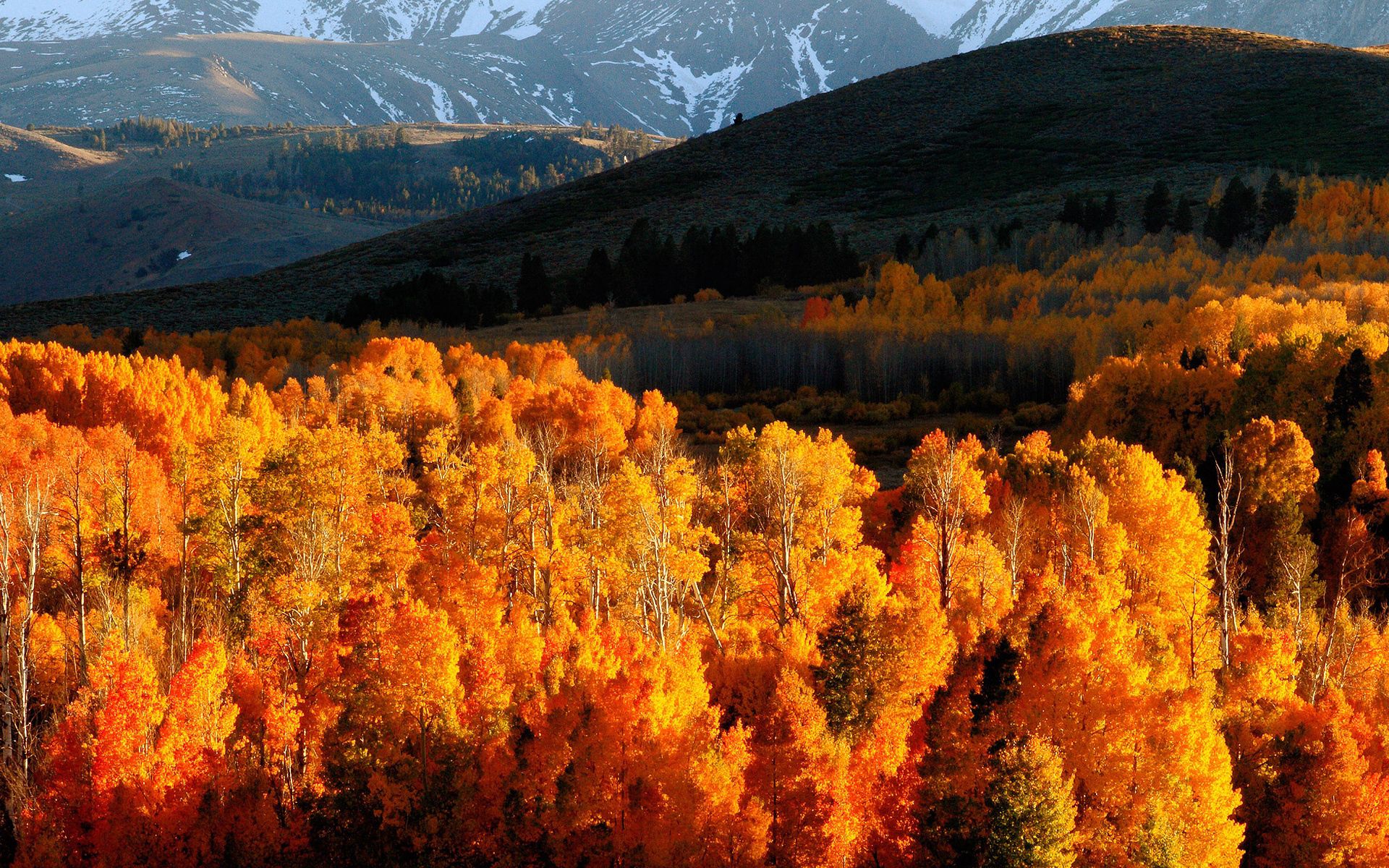 89543壁紙のダウンロード自然, 木, 山脈, 秋, ゴールド, 輝く, 光, 丘, 10月, 10 月, 斜面-スクリーンセーバーと写真を無料で