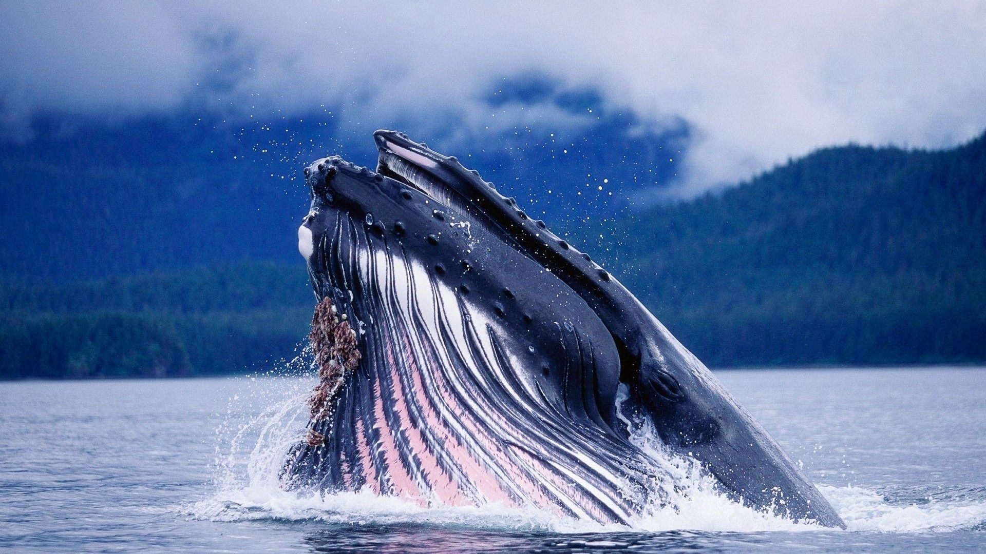 humpback whale, animals, water, splash, head