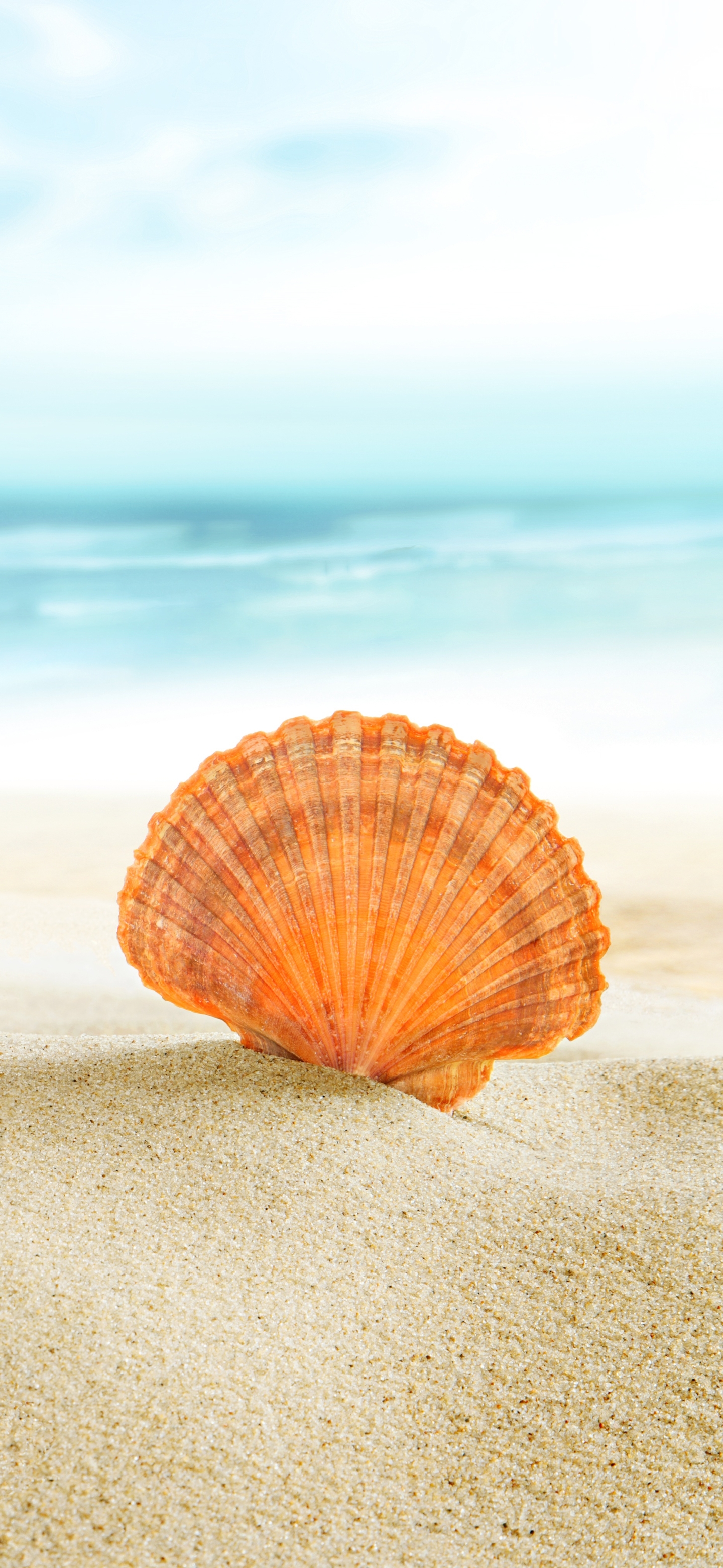 Download mobile wallpaper Sand, Earth, Shell for free.