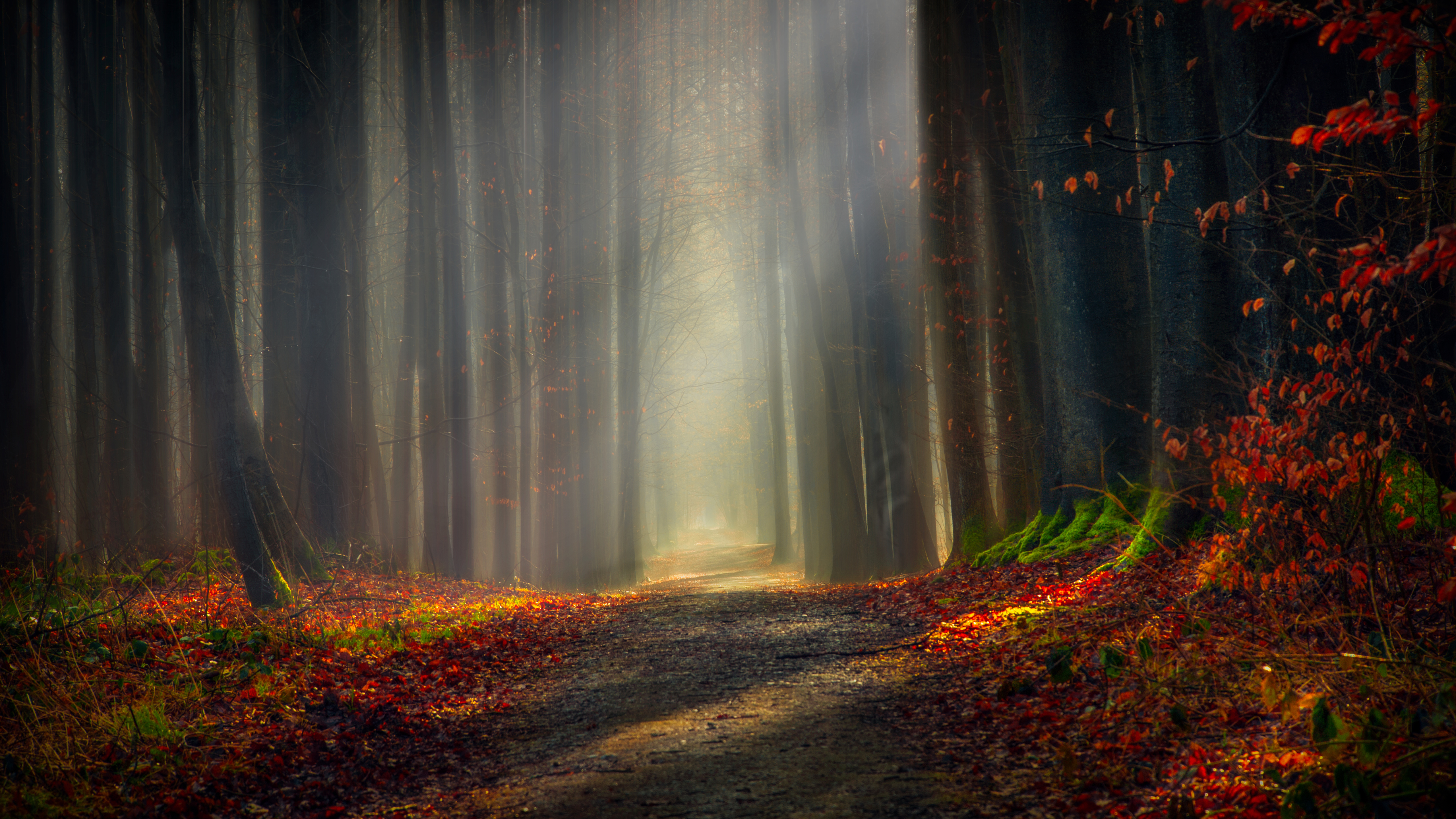 Laden Sie das Herbst, Wald, Pfad, Erde/natur-Bild kostenlos auf Ihren PC-Desktop herunter