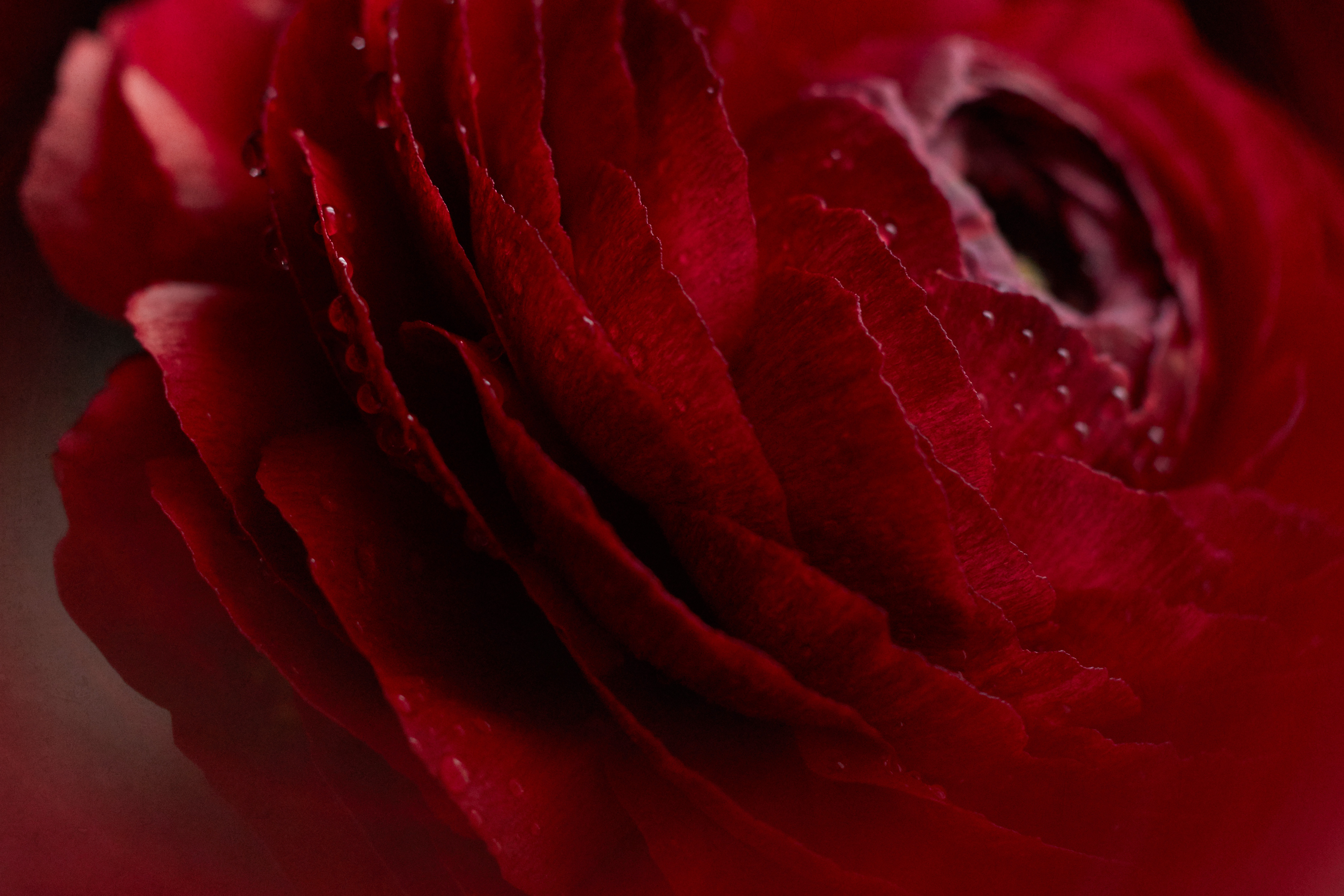 Téléchargez gratuitement l'image Macro, Bourgeon, Drops, Fleur, Une Rose, Rose sur le bureau de votre PC