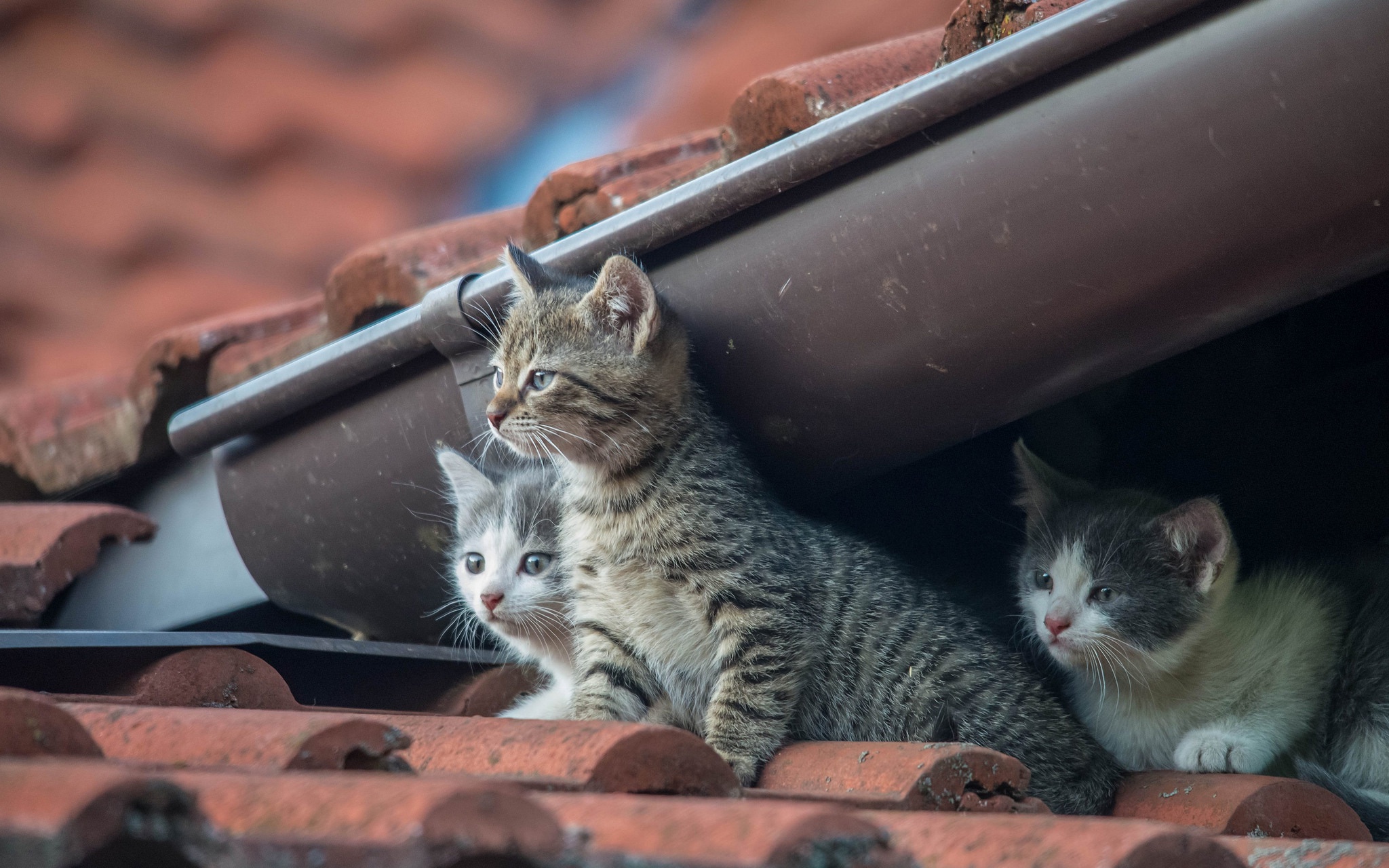 PCデスクトップに子猫, 赤ちゃん動物, ネコ, 猫, 動物画像を無料でダウンロード