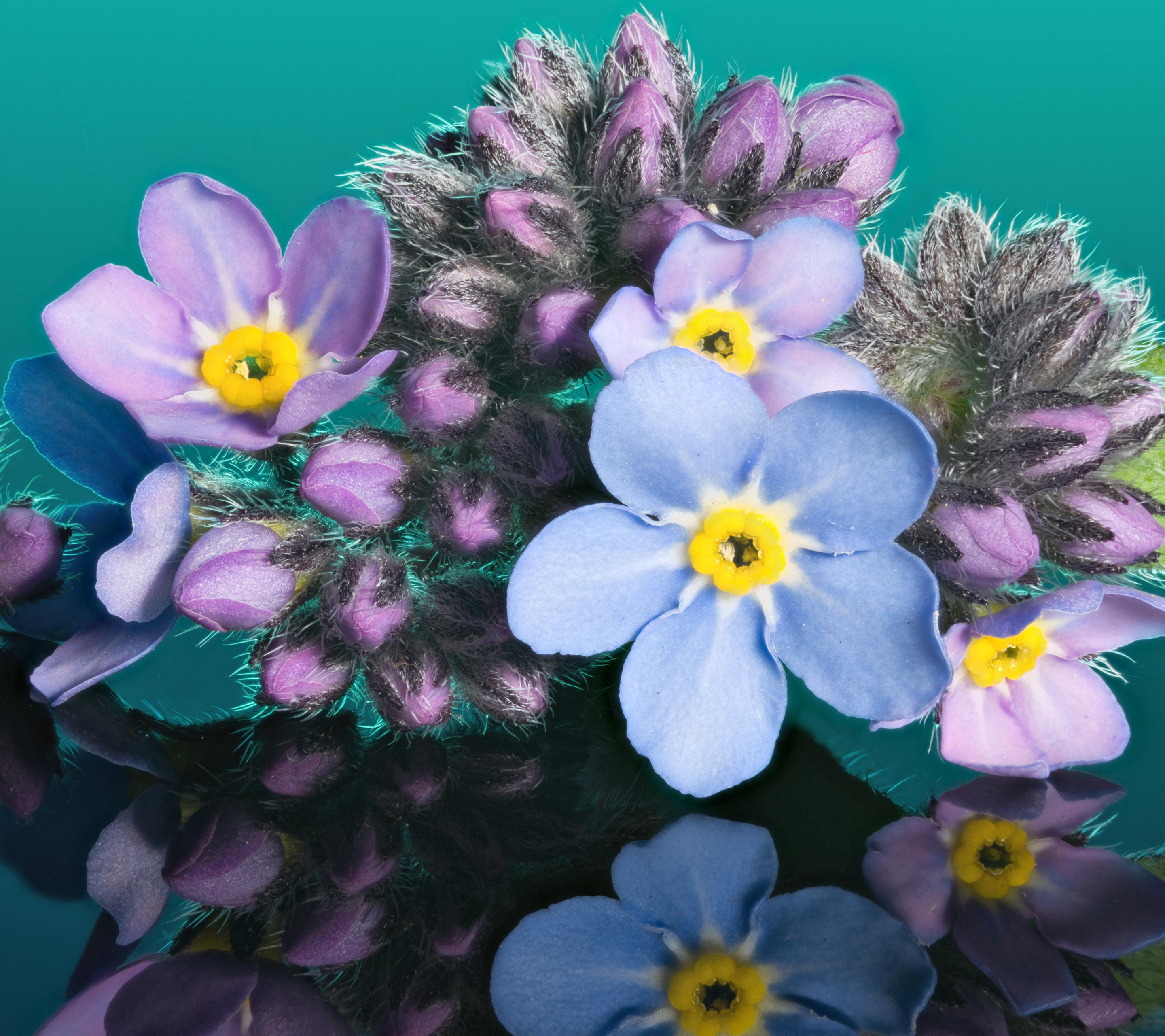 Laden Sie das Natur, Blumen, Blume, Erde/natur, Spiegelung, Pinke Blume, Blaue Blume, Betrachtung-Bild kostenlos auf Ihren PC-Desktop herunter