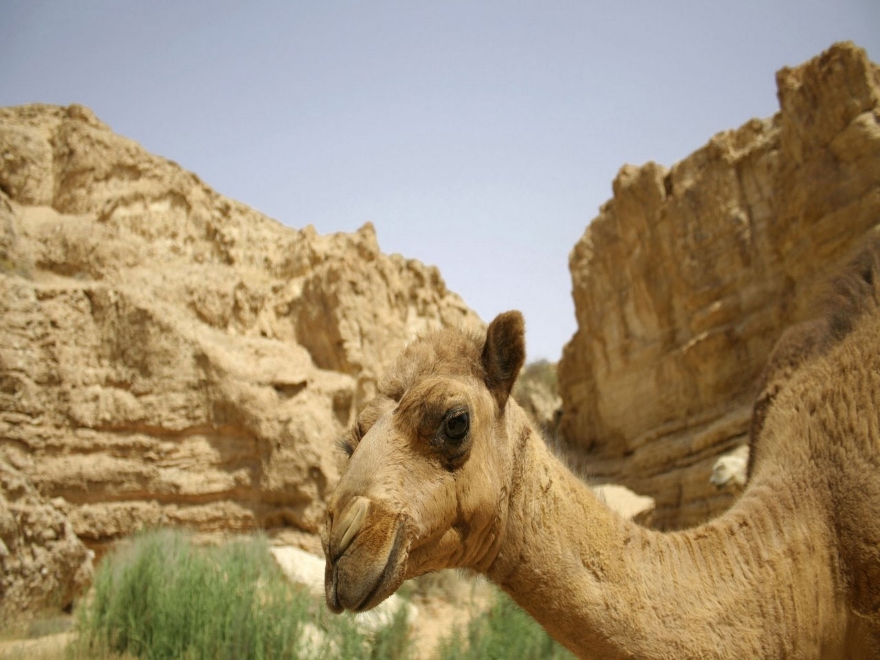 25006 Hintergrundbild herunterladen tiere, mountains, kamele - Bildschirmschoner und Bilder kostenlos