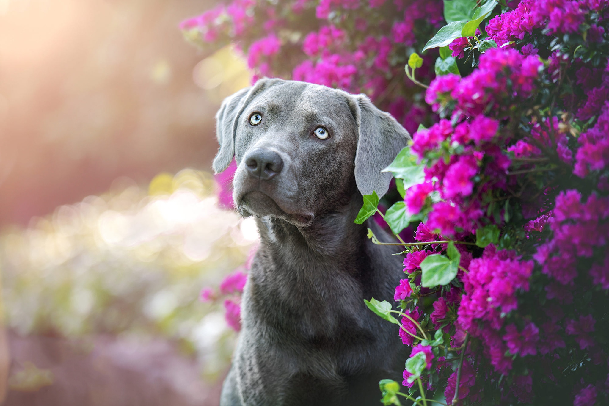 PCデスクトップに動物, 犬, ワイマラナー, 紫色の花画像を無料でダウンロード