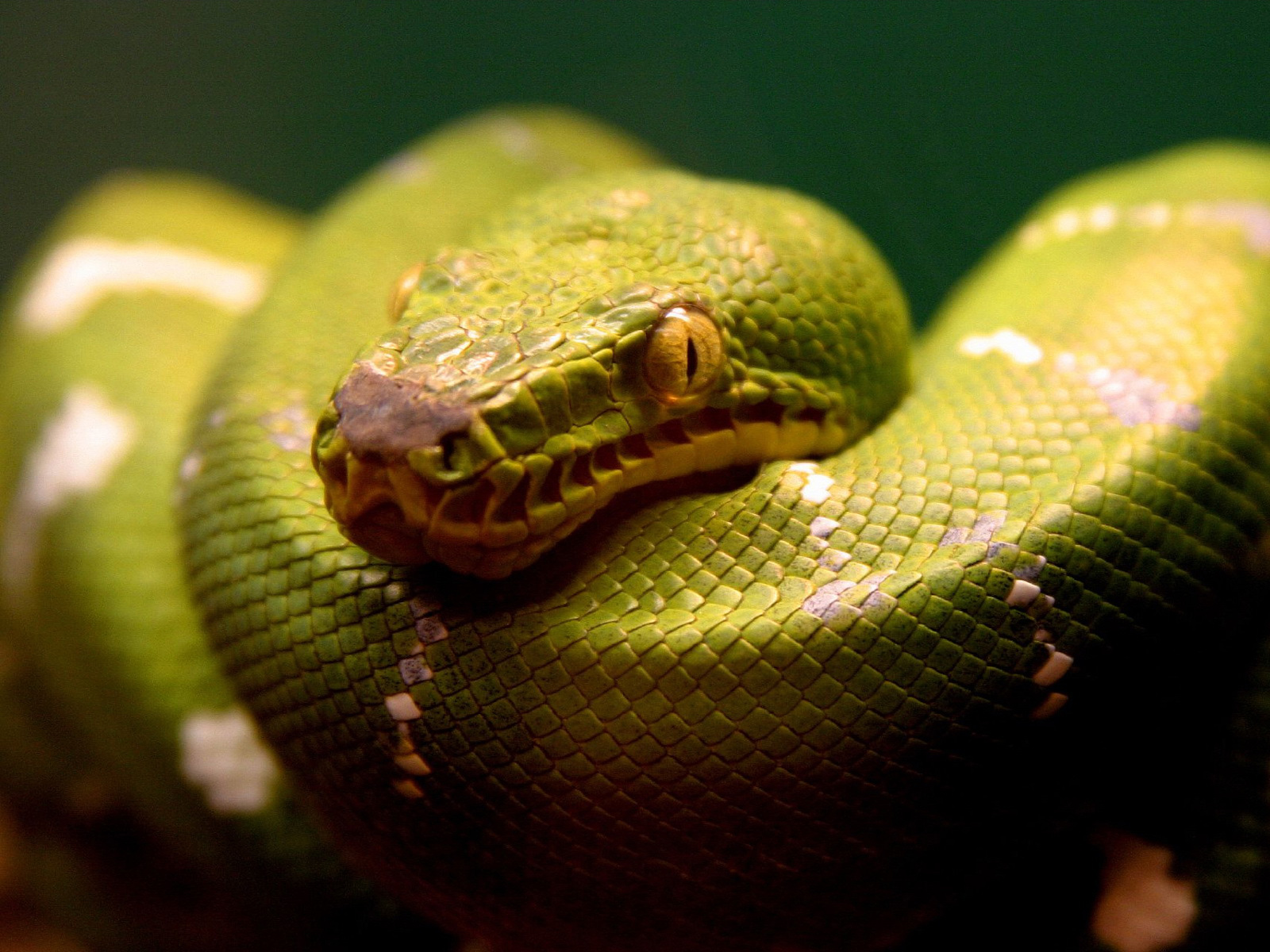 animal, python, eye, snake, reptiles
