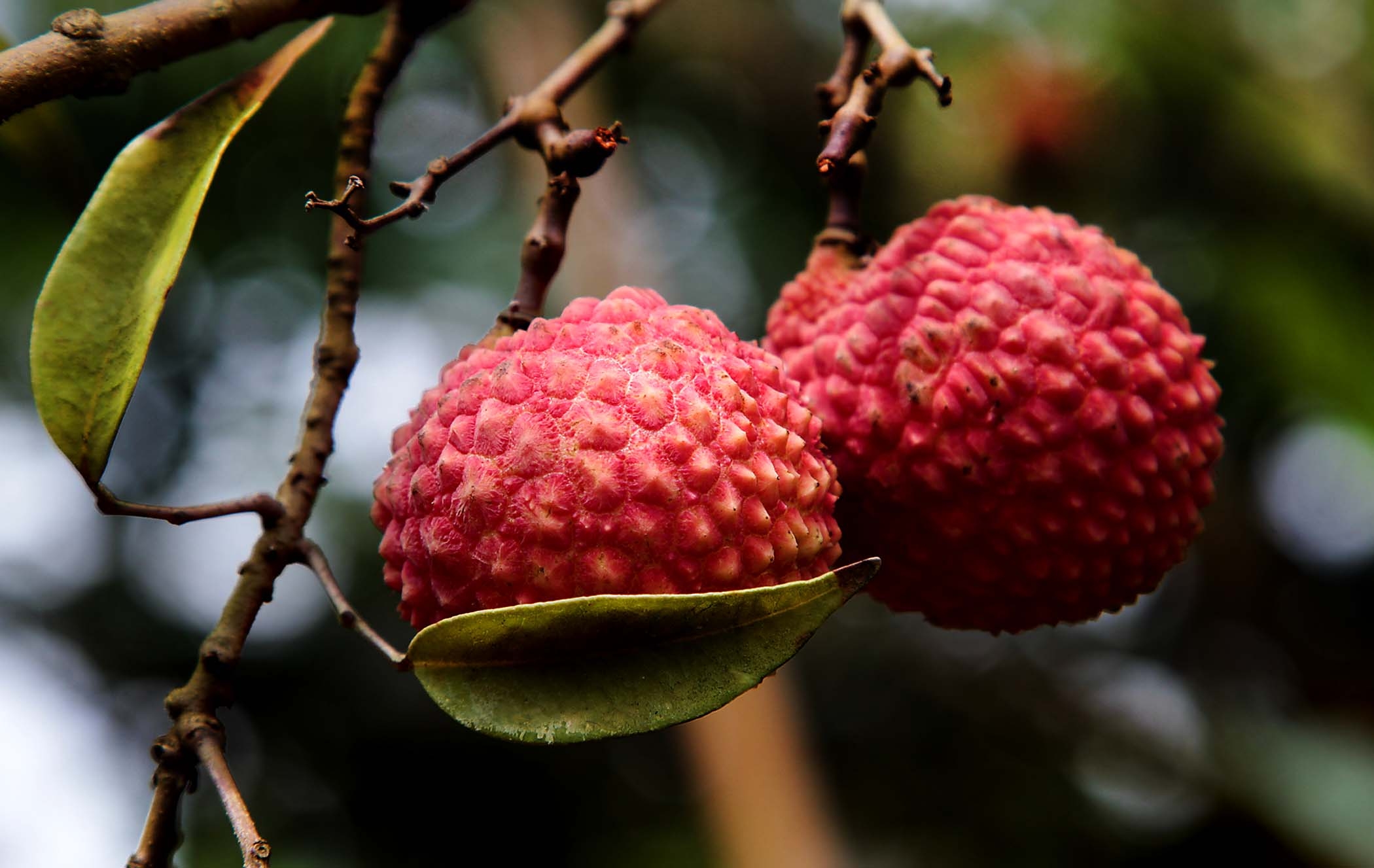 Free download wallpaper Berry, Ripe, Exotic Fruit, Exotic Fruits, Food, Branch on your PC desktop