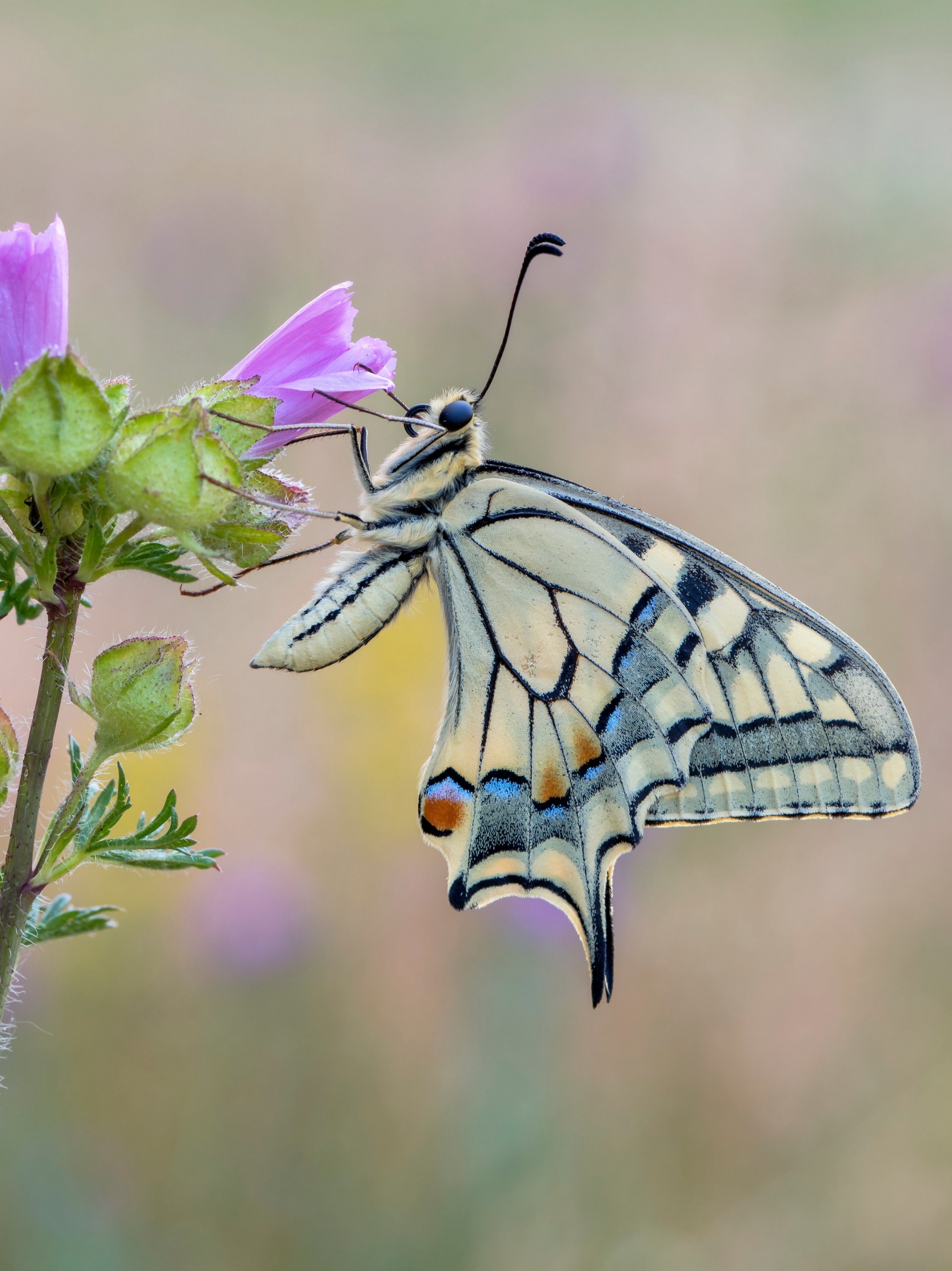 Laden Sie das Tiere, Schmetterlinge, Insekten, Makro, Insekt, Schmetterling, Schwalbenschwanz-Bild kostenlos auf Ihren PC-Desktop herunter
