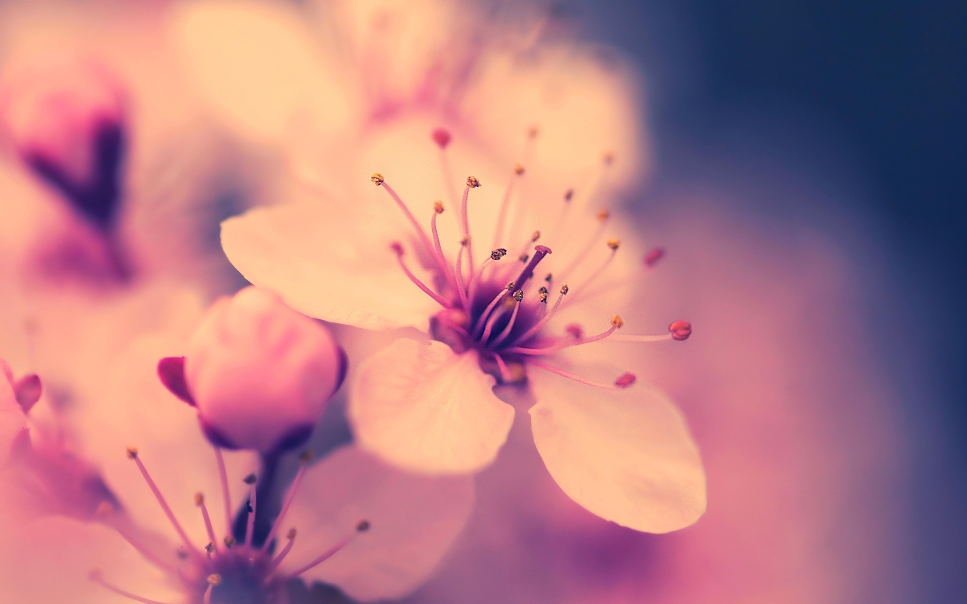 Handy-Wallpaper Blumen, Pflanzen, Sakura kostenlos herunterladen.