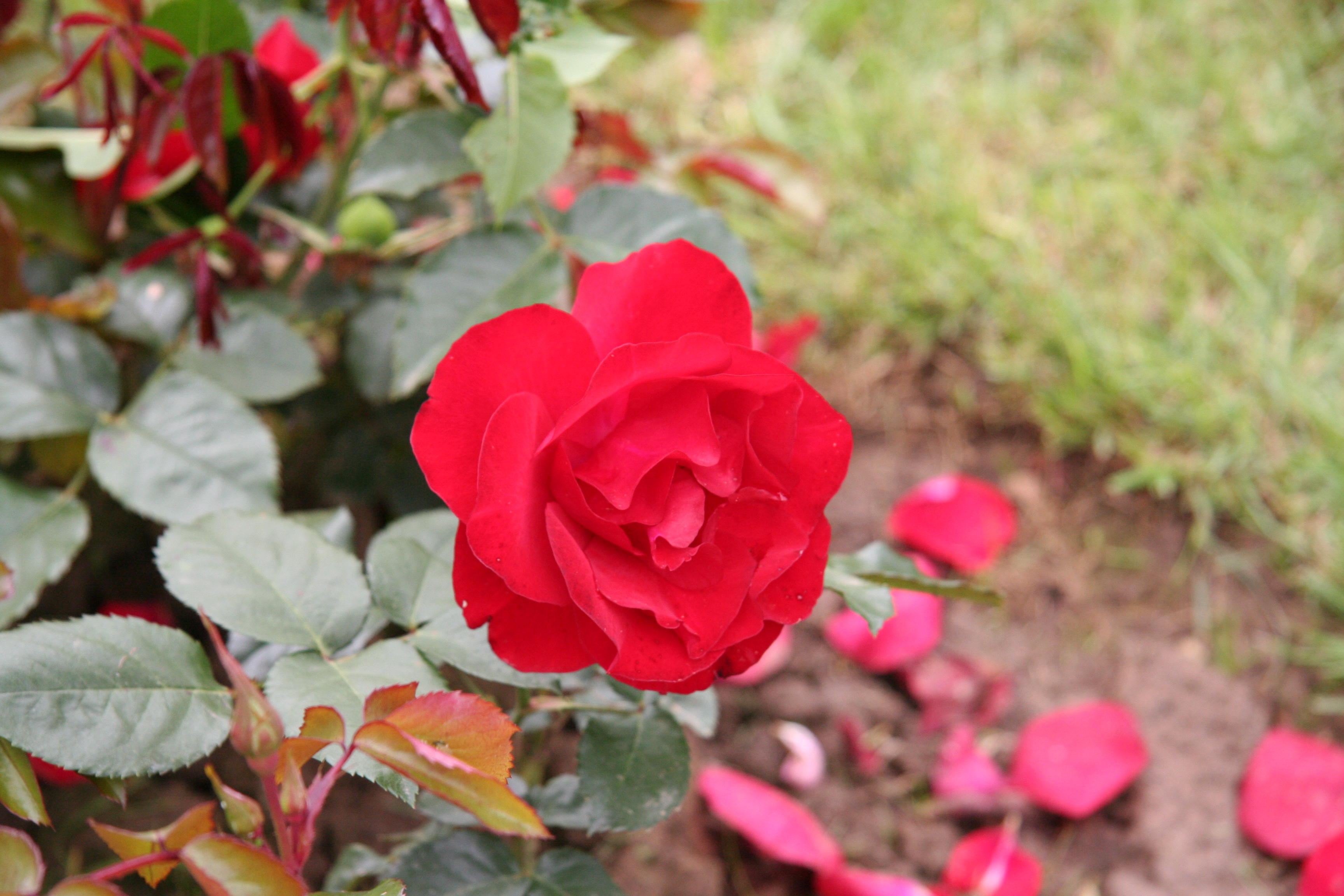 無料モバイル壁紙フラワーズ, 薔薇, 地球をダウンロードします。