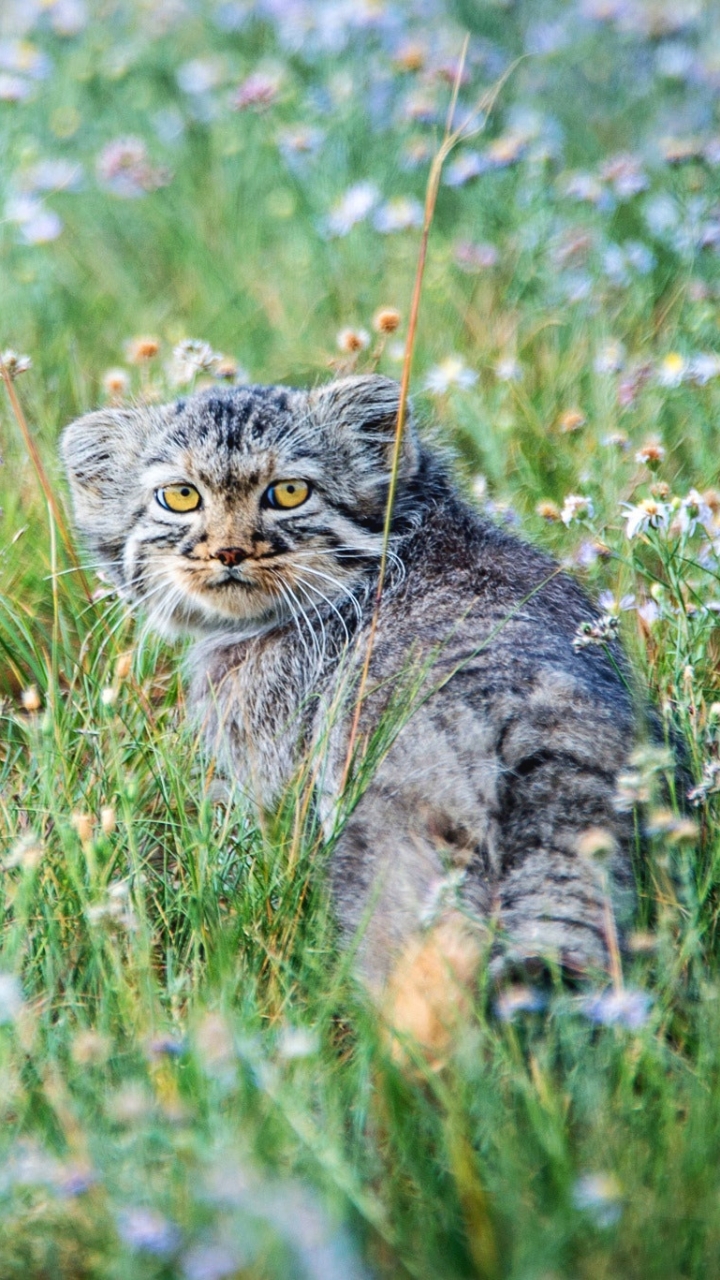 Download mobile wallpaper Cats, Grass, Cat, Animal, Wildcat, Stare, Pallas's Cat for free.