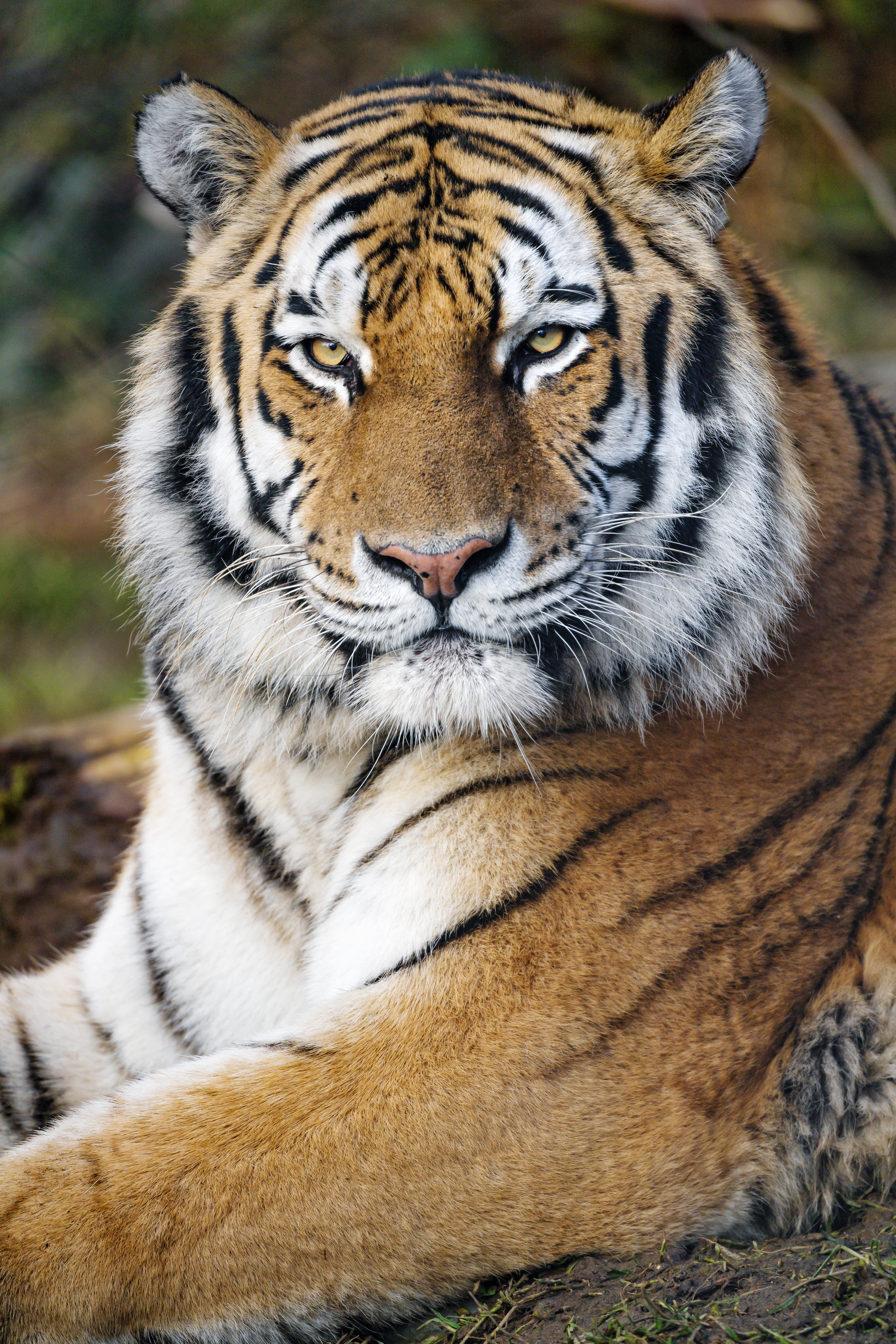 128022 скачать обои животные, тигр, хищник, большая кошка, полоски, взгляд - заставки и картинки бесплатно