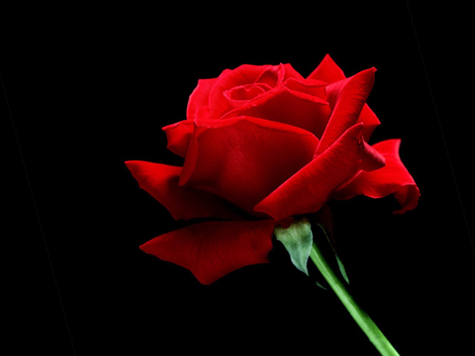 Скачати мобільні шпалери Червона, Квітка, Роза, Квіти, Троянда, Фон безкоштовно.