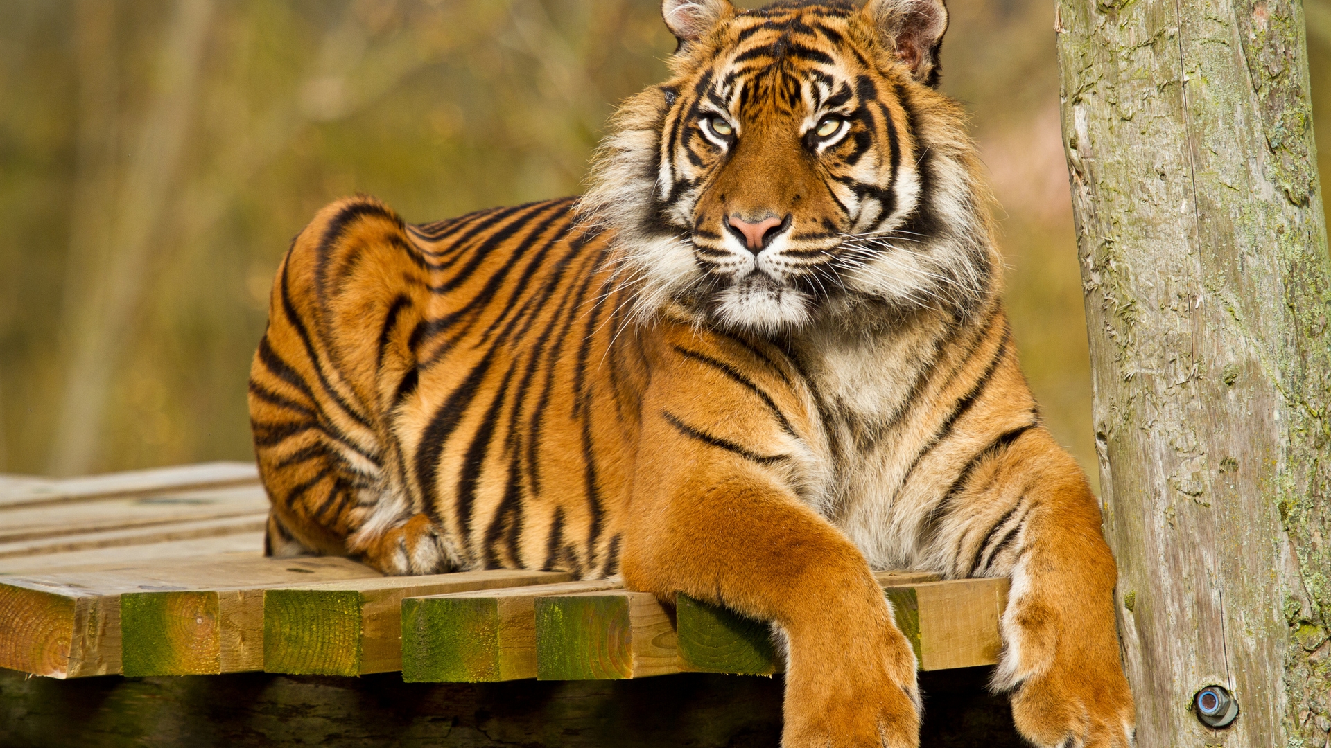 Téléchargez des papiers peints mobile Animaux, Tigre gratuitement.