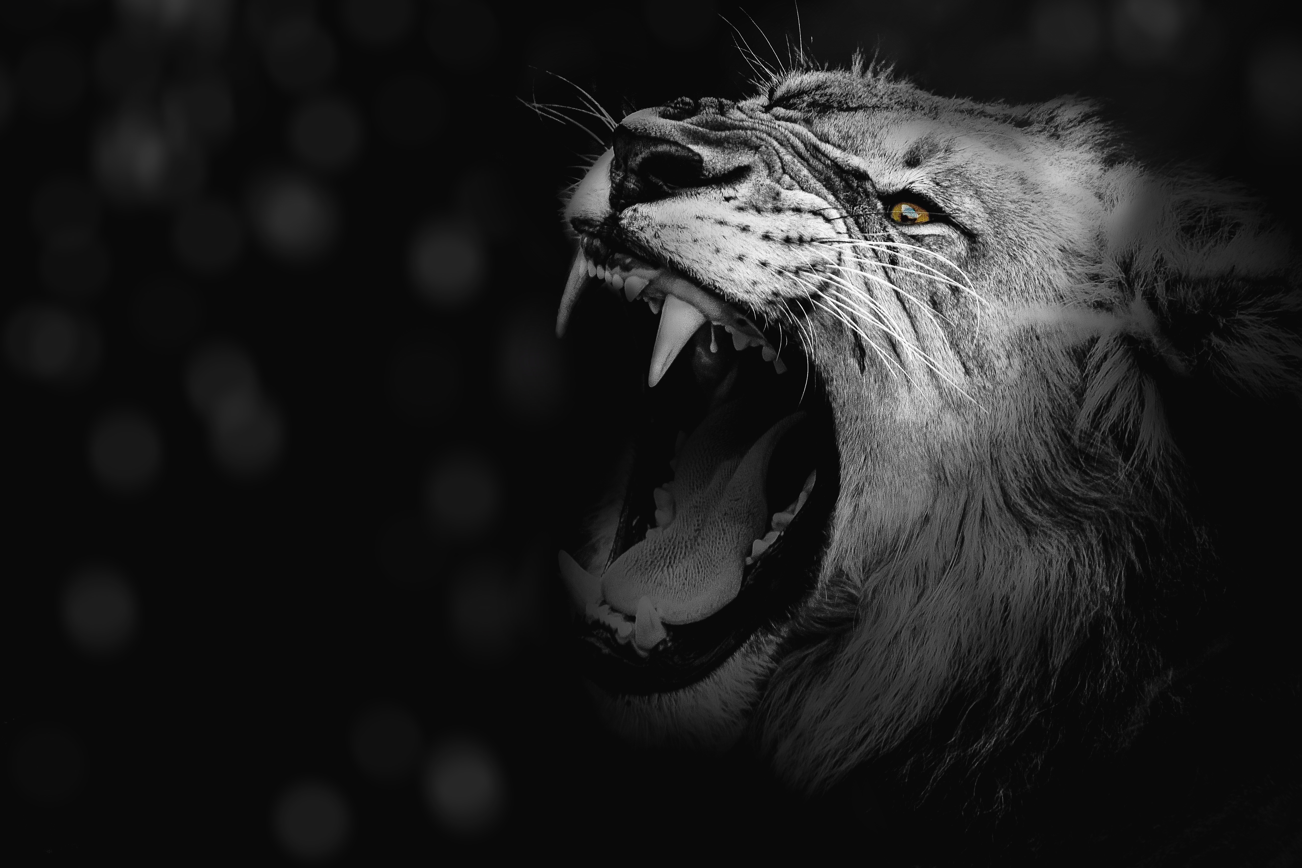 lion, king of the beasts, king of beasts, animals, grin, predator, bw, chb, fangs Full HD