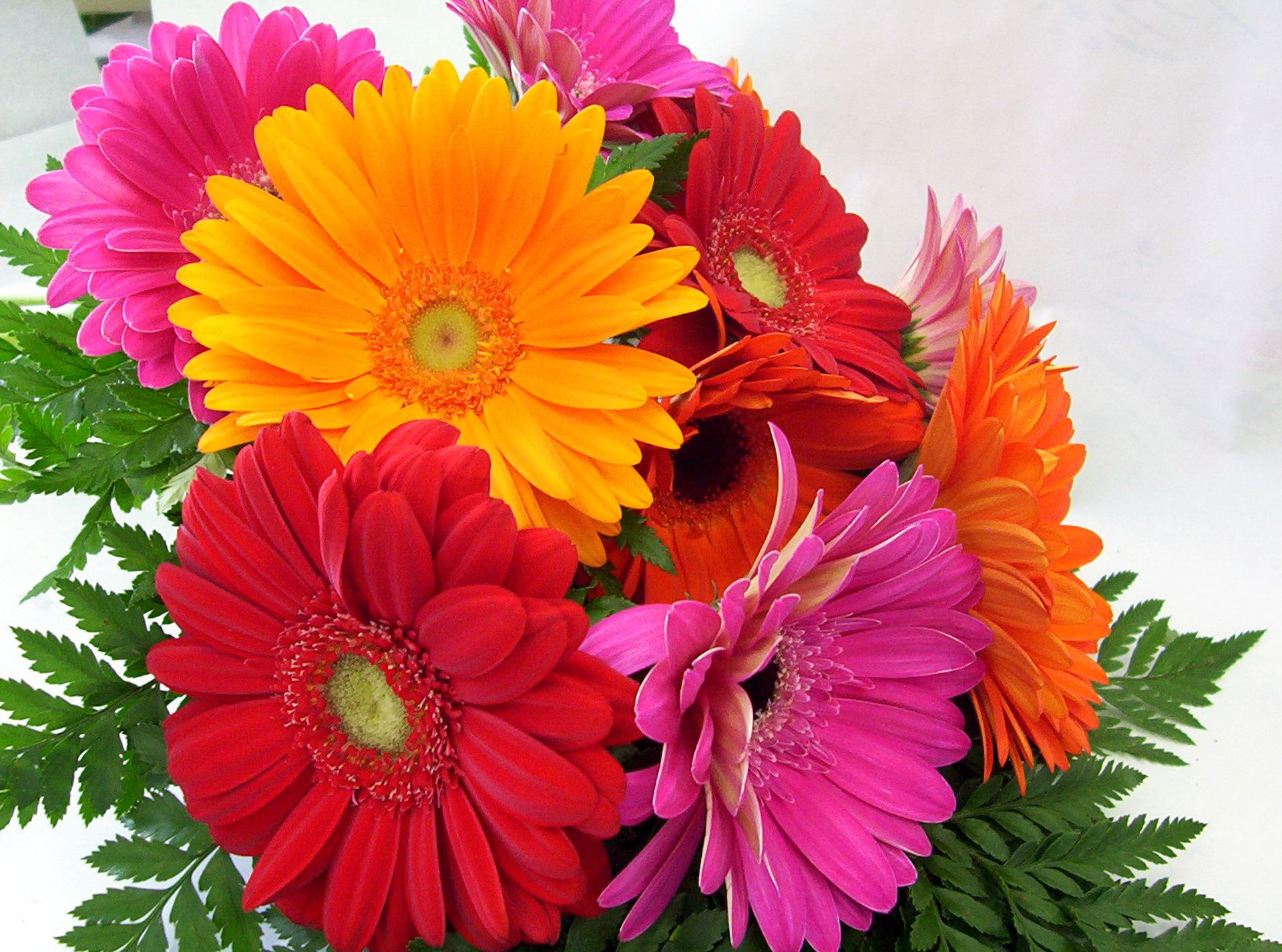 Free download wallpaper Flowers, Flower, Earth, Colors, Colorful, Gerbera on your PC desktop