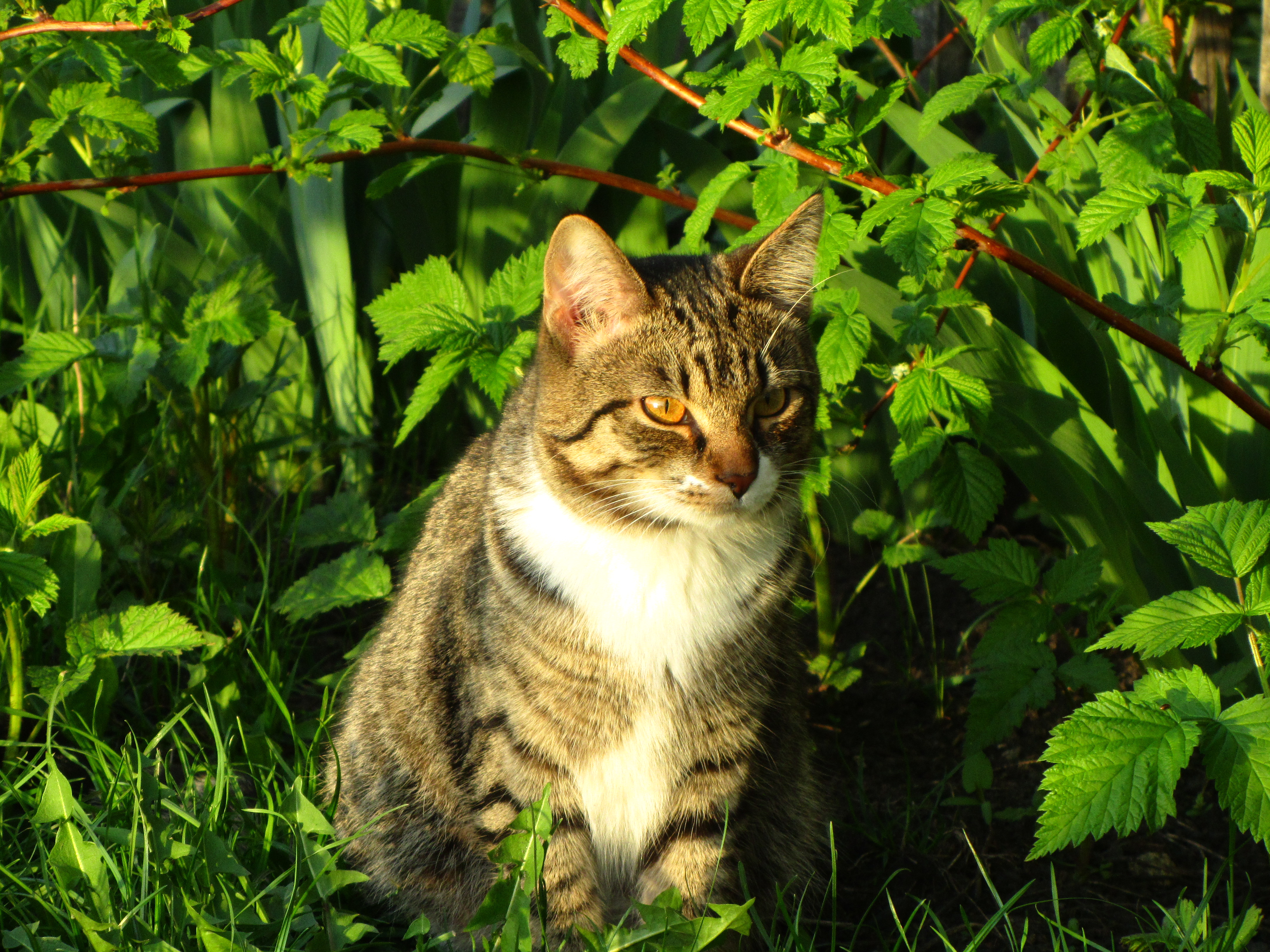 Baixe gratuitamente a imagem Animais, Gato na área de trabalho do seu PC