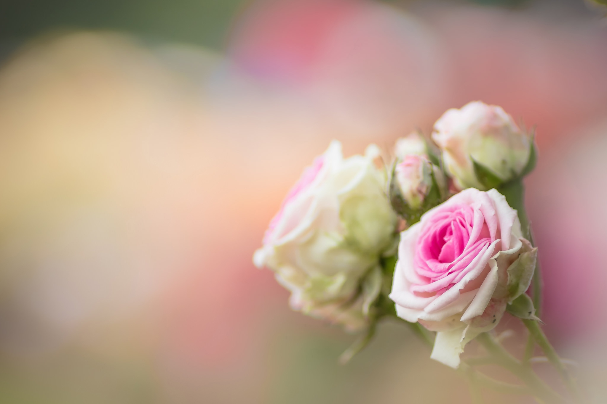Free download wallpaper Flowers, Flower, Macro, Rose, Earth on your PC desktop