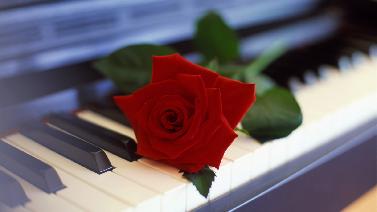 Descarga gratis la imagen Flores, Roses, Plantas en el escritorio de tu PC