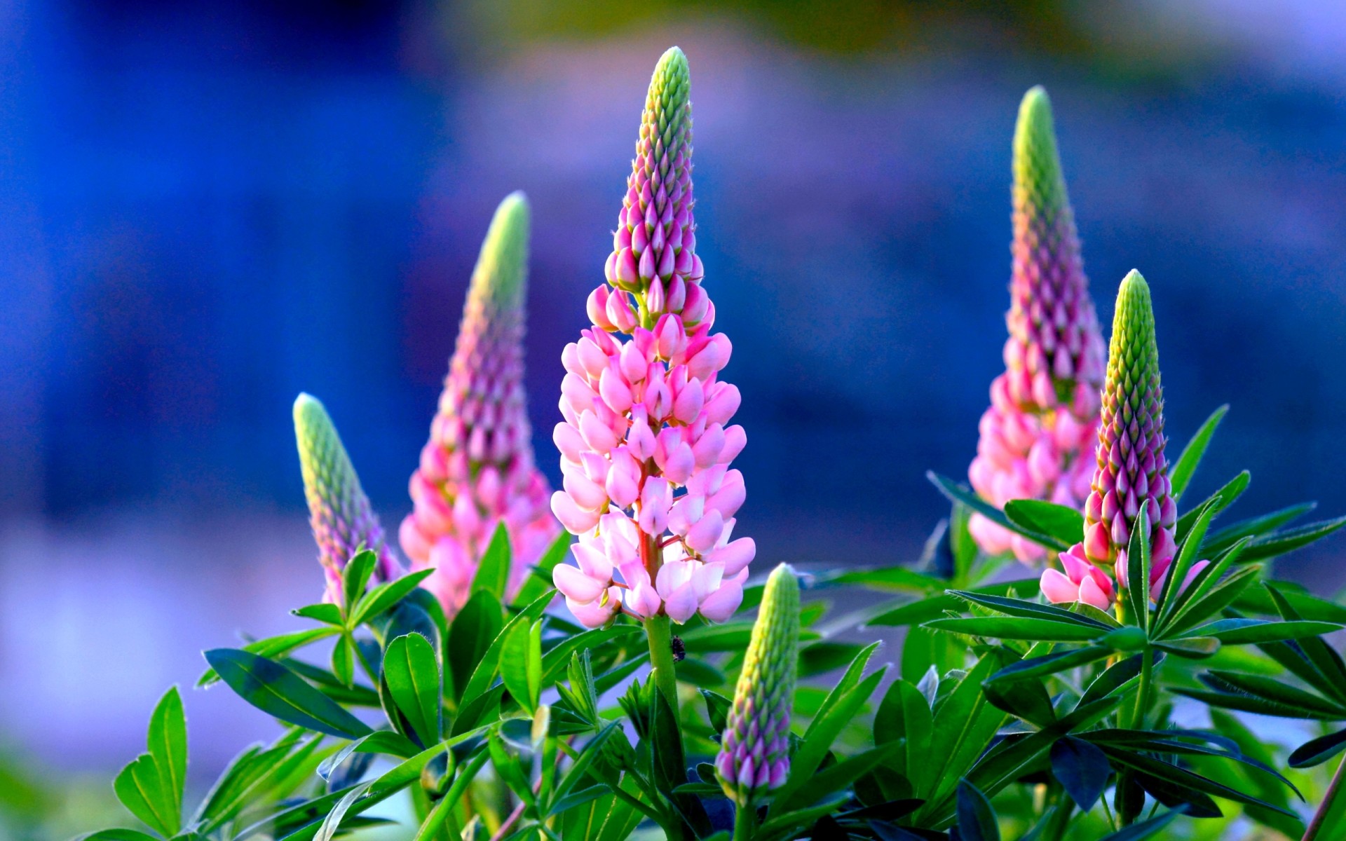 Download mobile wallpaper Flower, Earth, Lupine, Pink Flower for free.