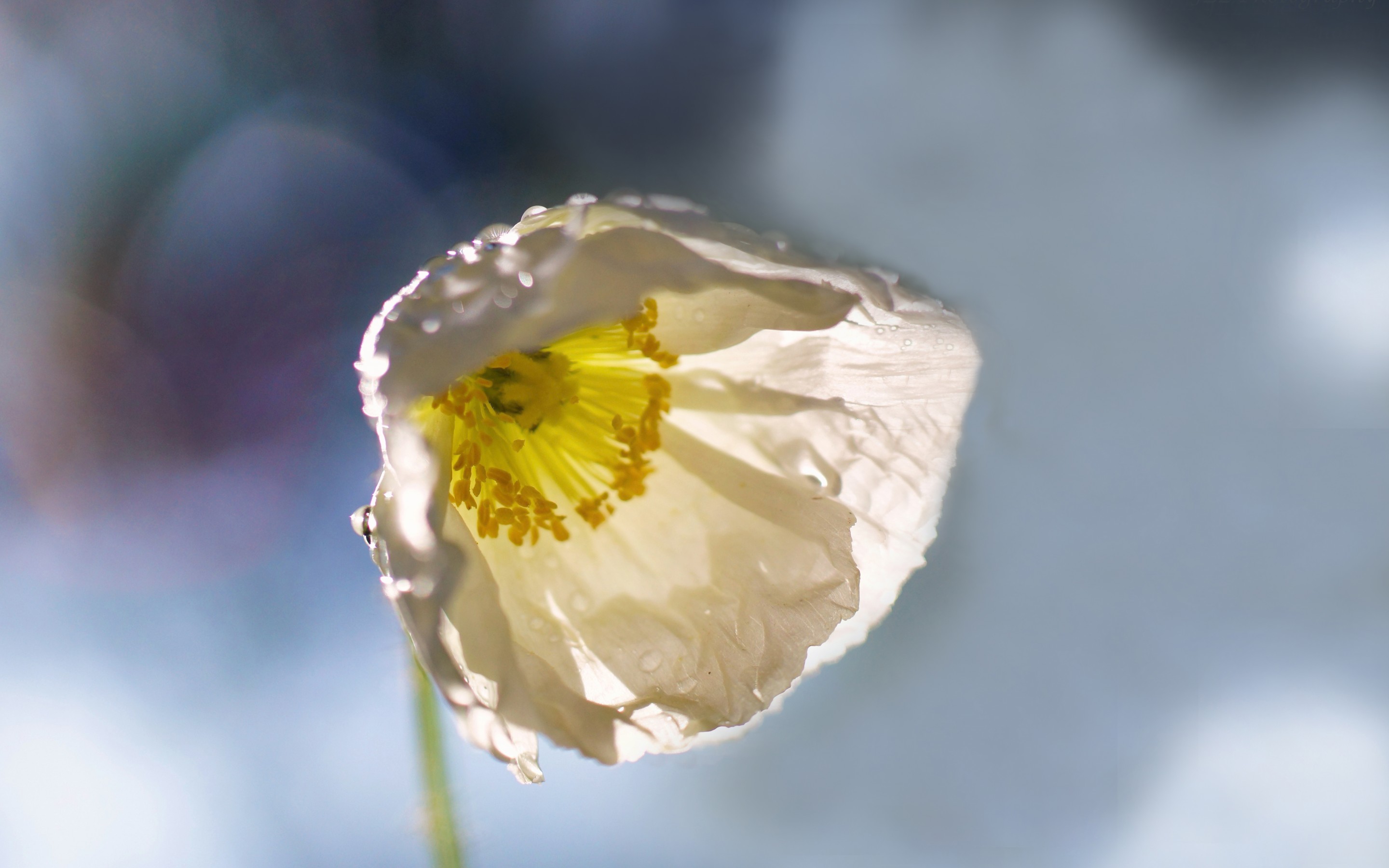 Download mobile wallpaper Poppy, Flowers, Earth for free.