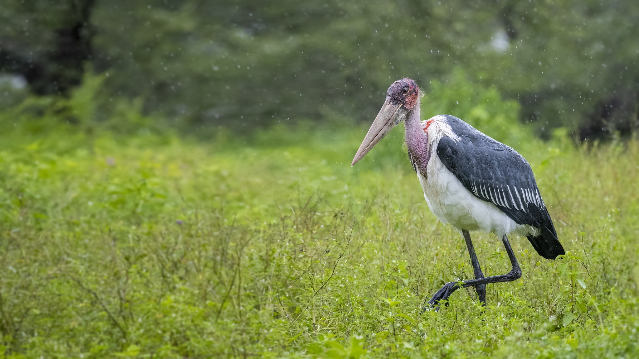 Download mobile wallpaper Birds, Bird, Animal, Stork for free.