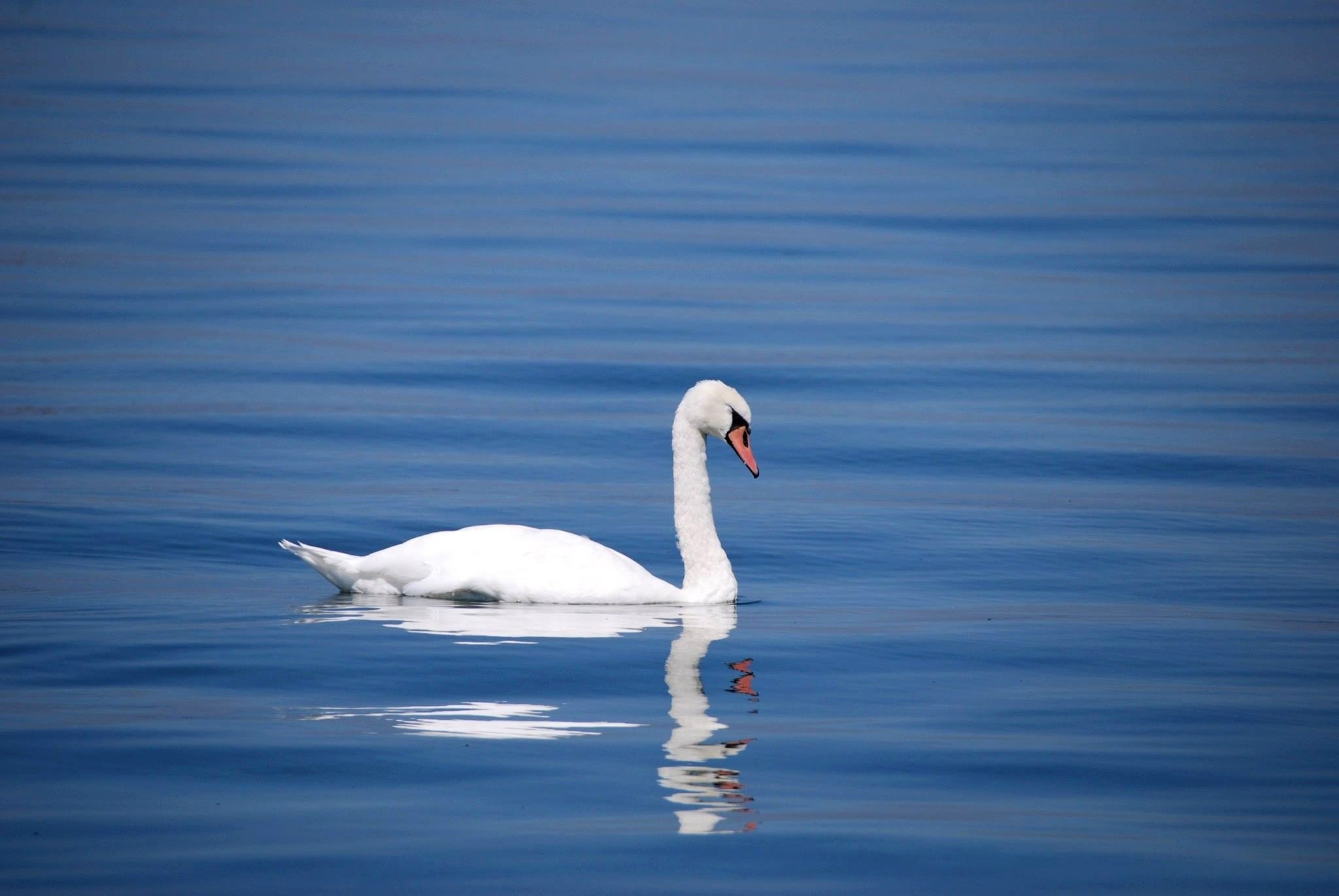 Download mobile wallpaper Reflection, Animals, Swan, Bird, Water for free.