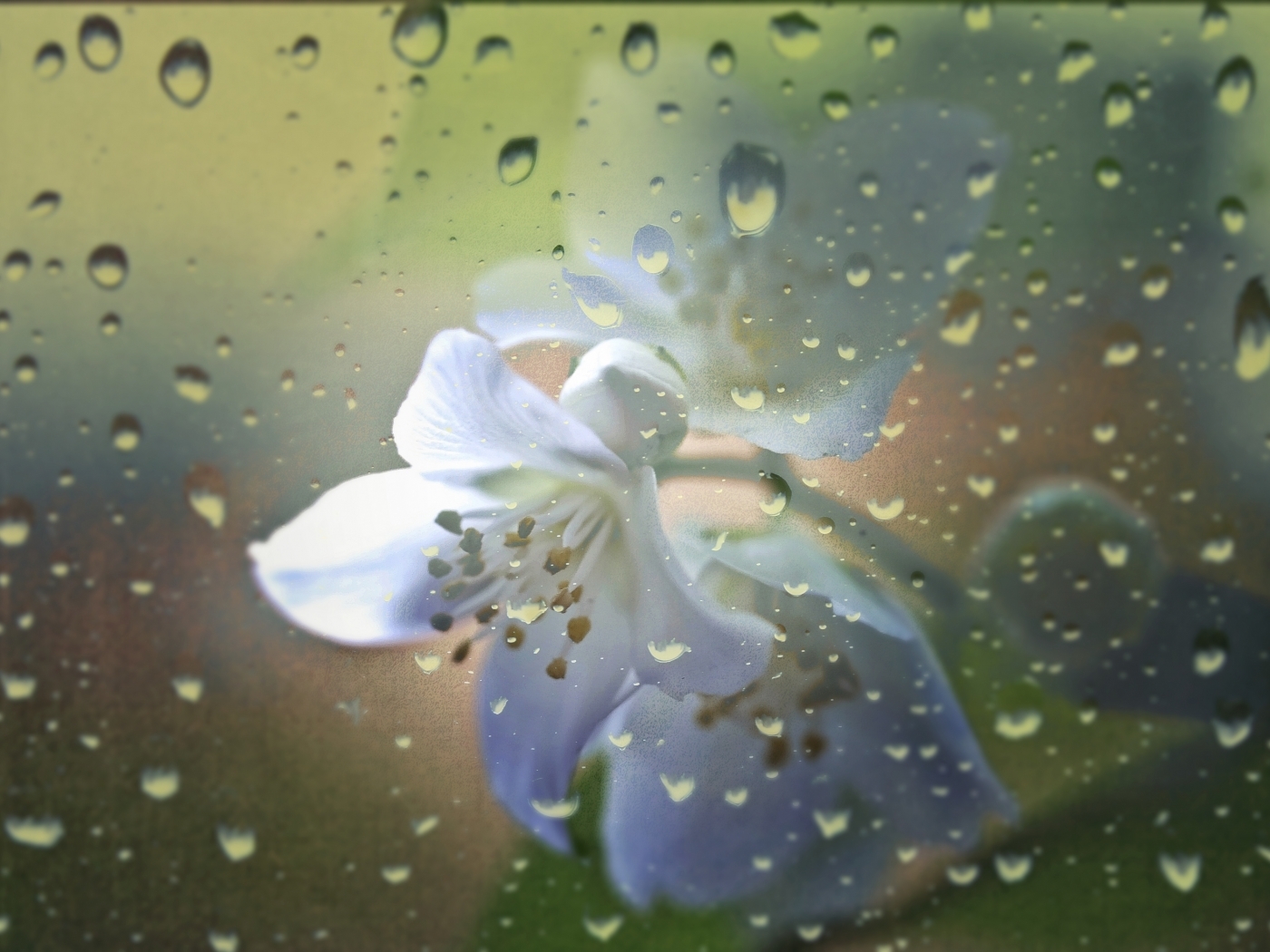 Laden Sie das Drops, Blumen, Hintergrund-Bild kostenlos auf Ihren PC-Desktop herunter