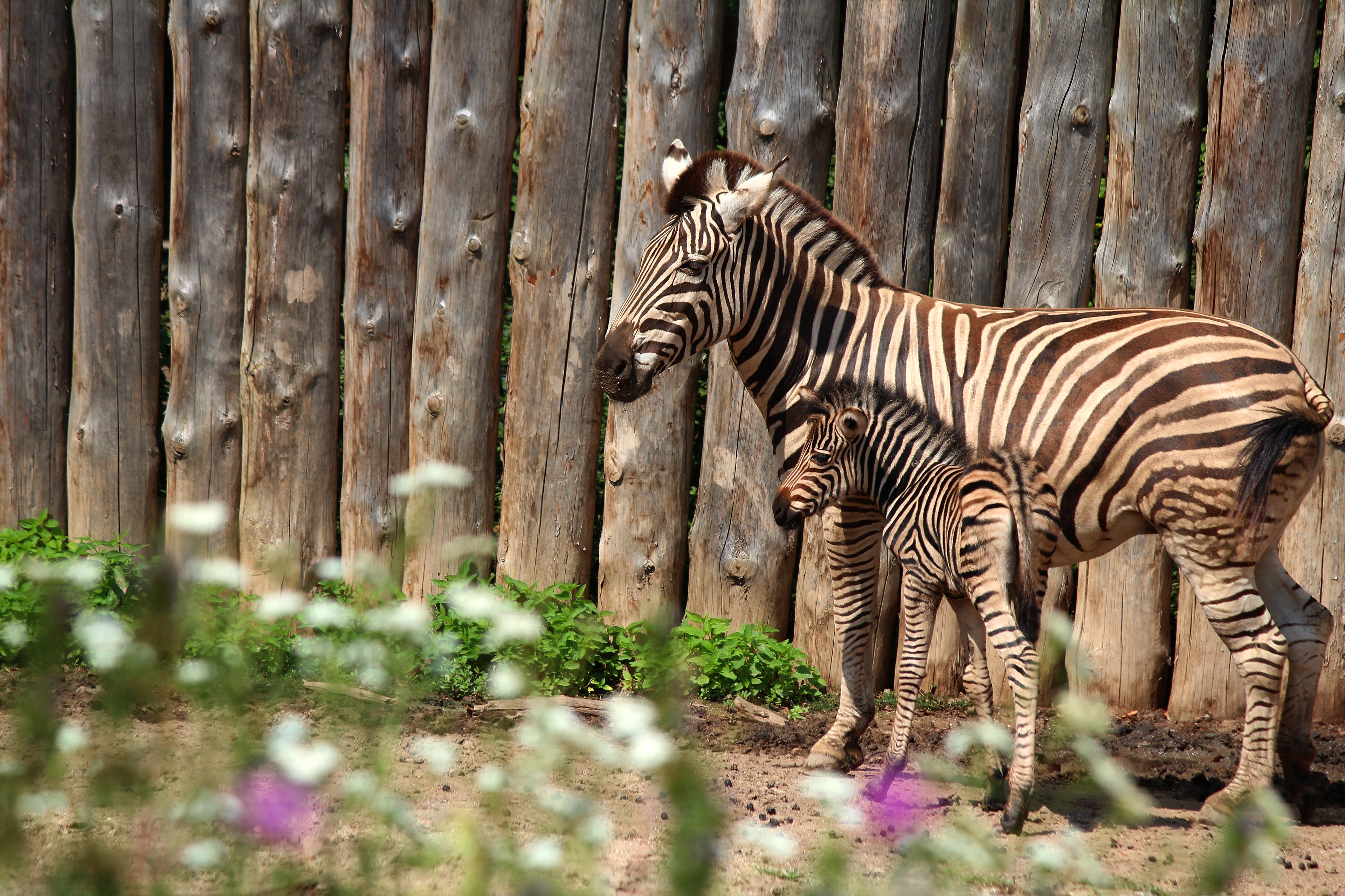 Download mobile wallpaper Zebra, Animal, Foal, Baby Animal for free.