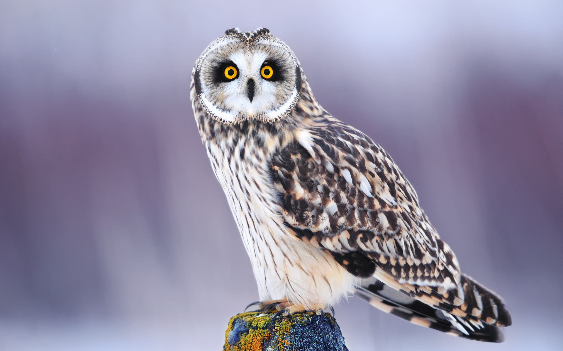 Images & Pictures  Owl