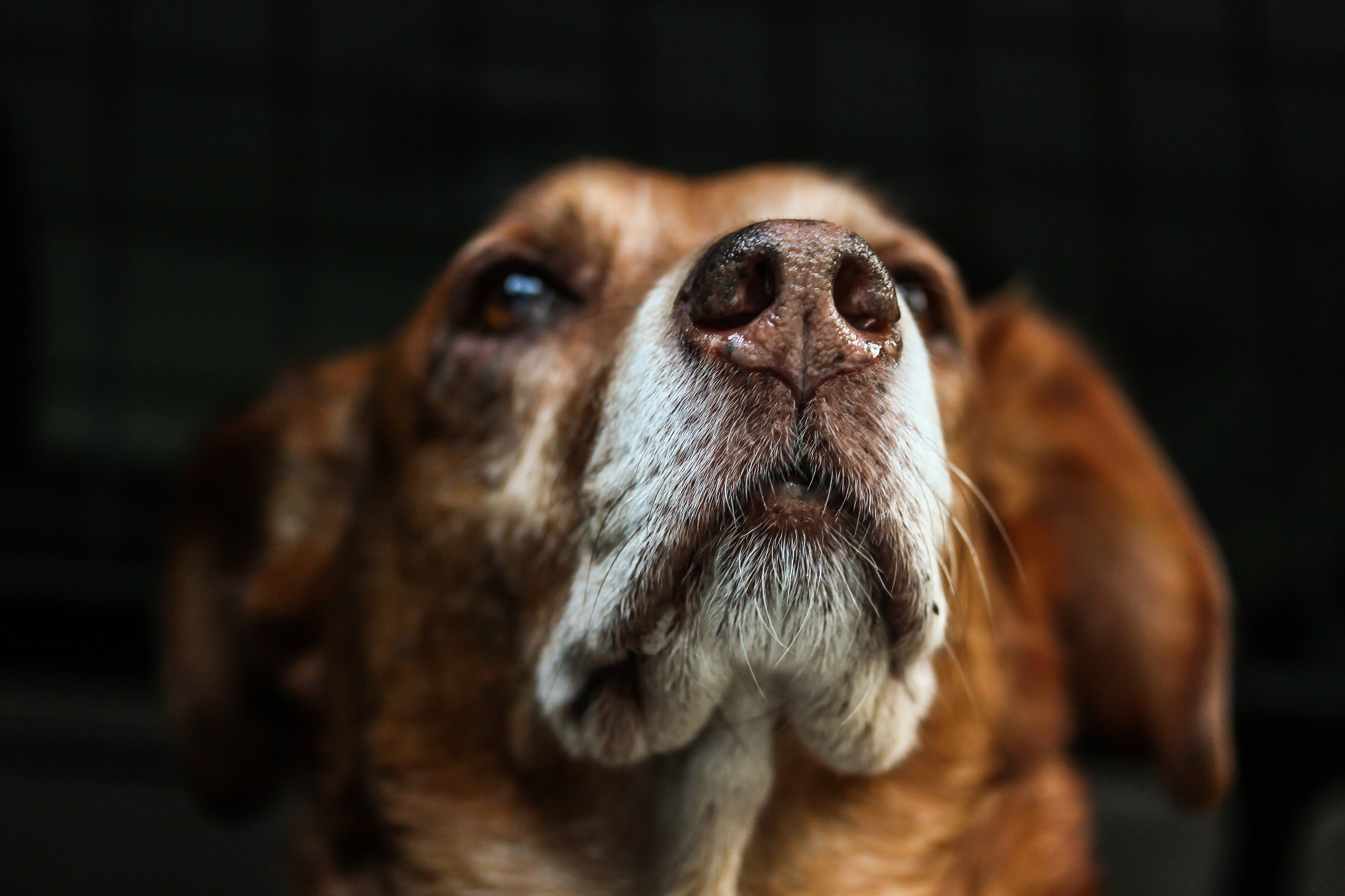 Free download wallpaper Muzzle, Opinion, Sight, Animals, Dog on your PC desktop