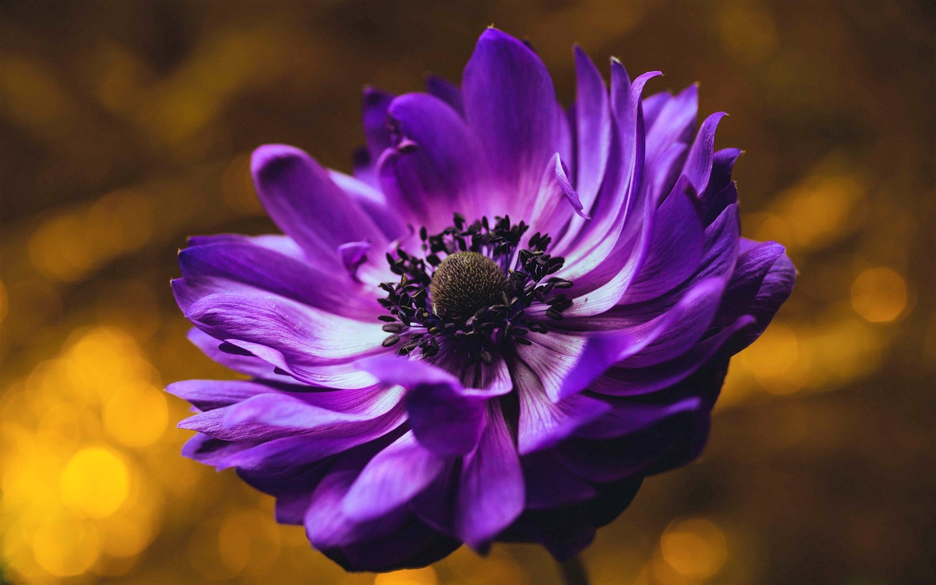Laden Sie das Blumen, Blume, Bokeh, Lila Blume, Erde/natur, Windröschen-Bild kostenlos auf Ihren PC-Desktop herunter
