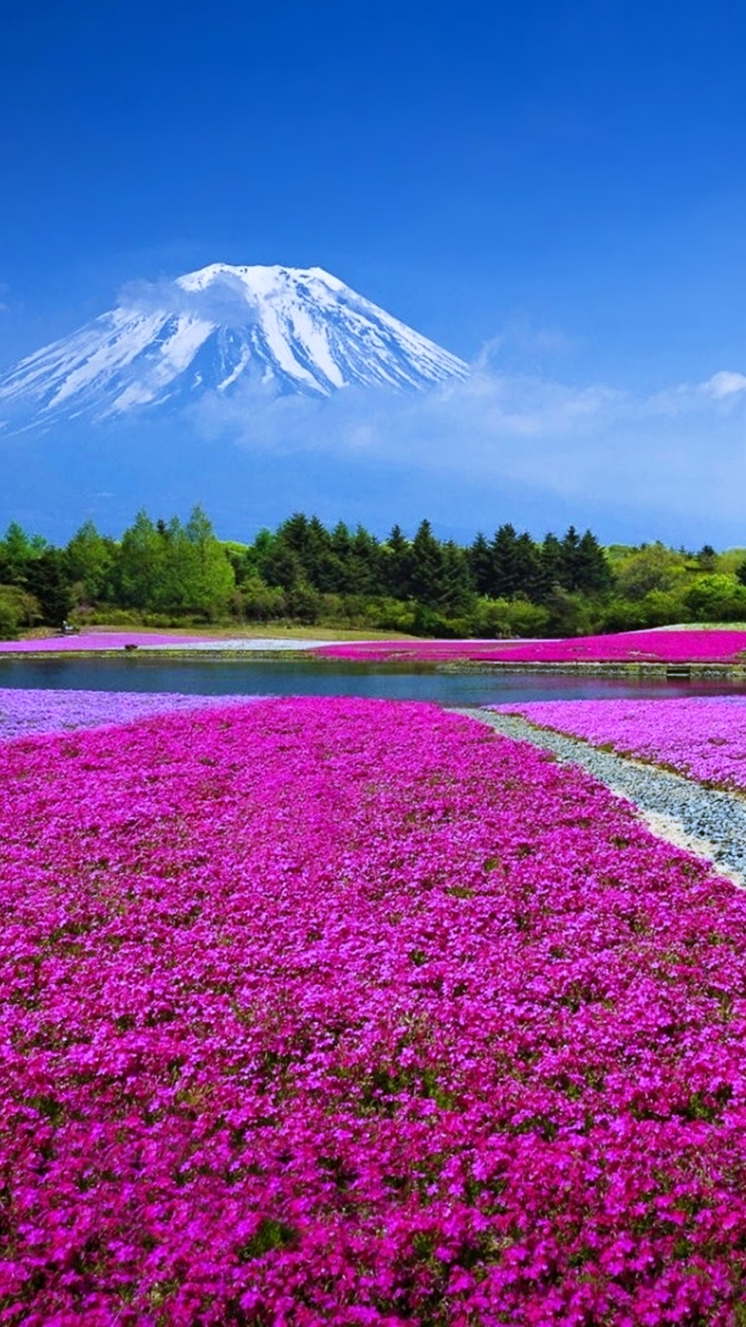 Descarga gratuita de fondo de pantalla para móvil de Flores, Flor, Tierra/naturaleza.