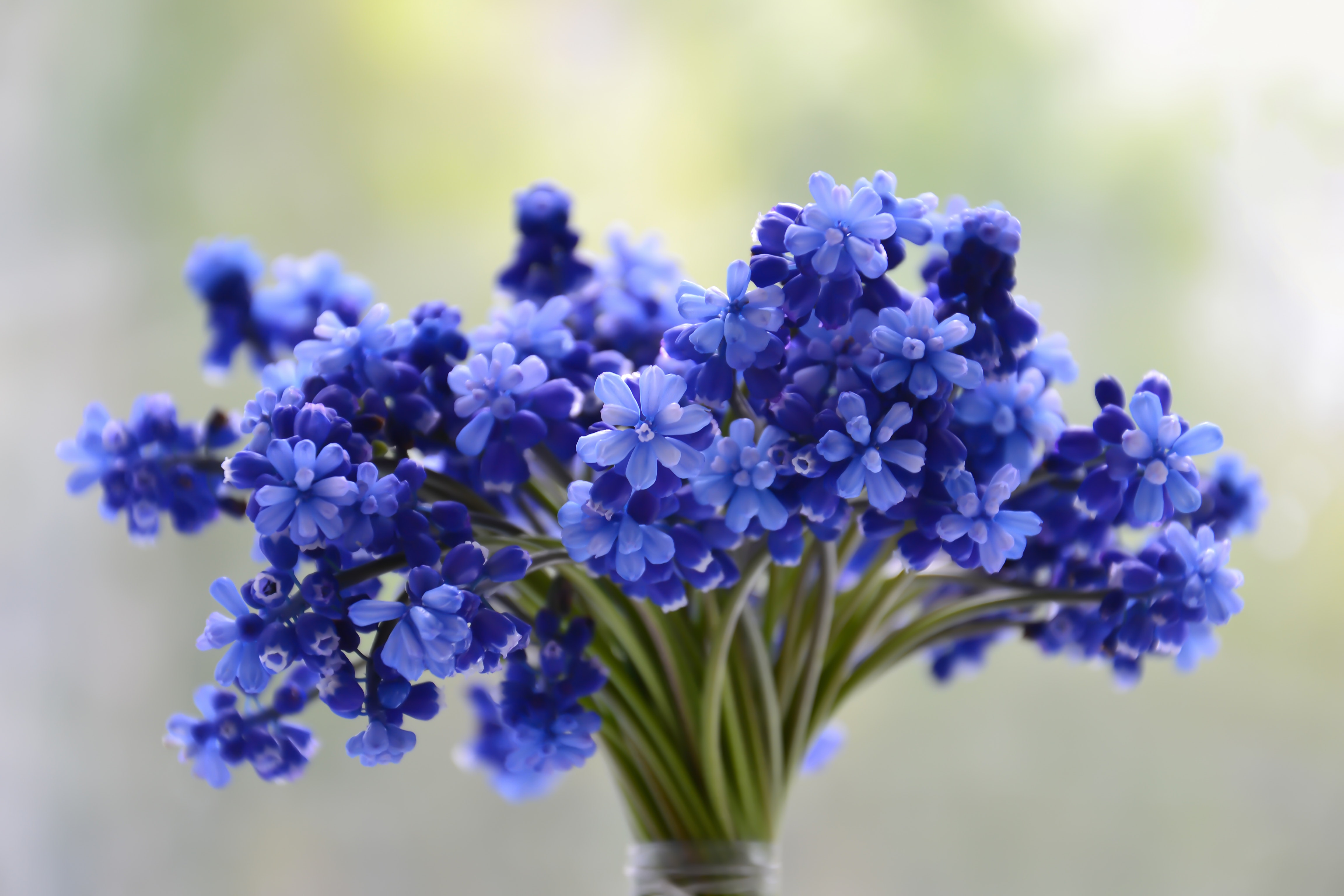 Download mobile wallpaper Flowers, Flower, Bouquet, Earth, Blue Flower for free.