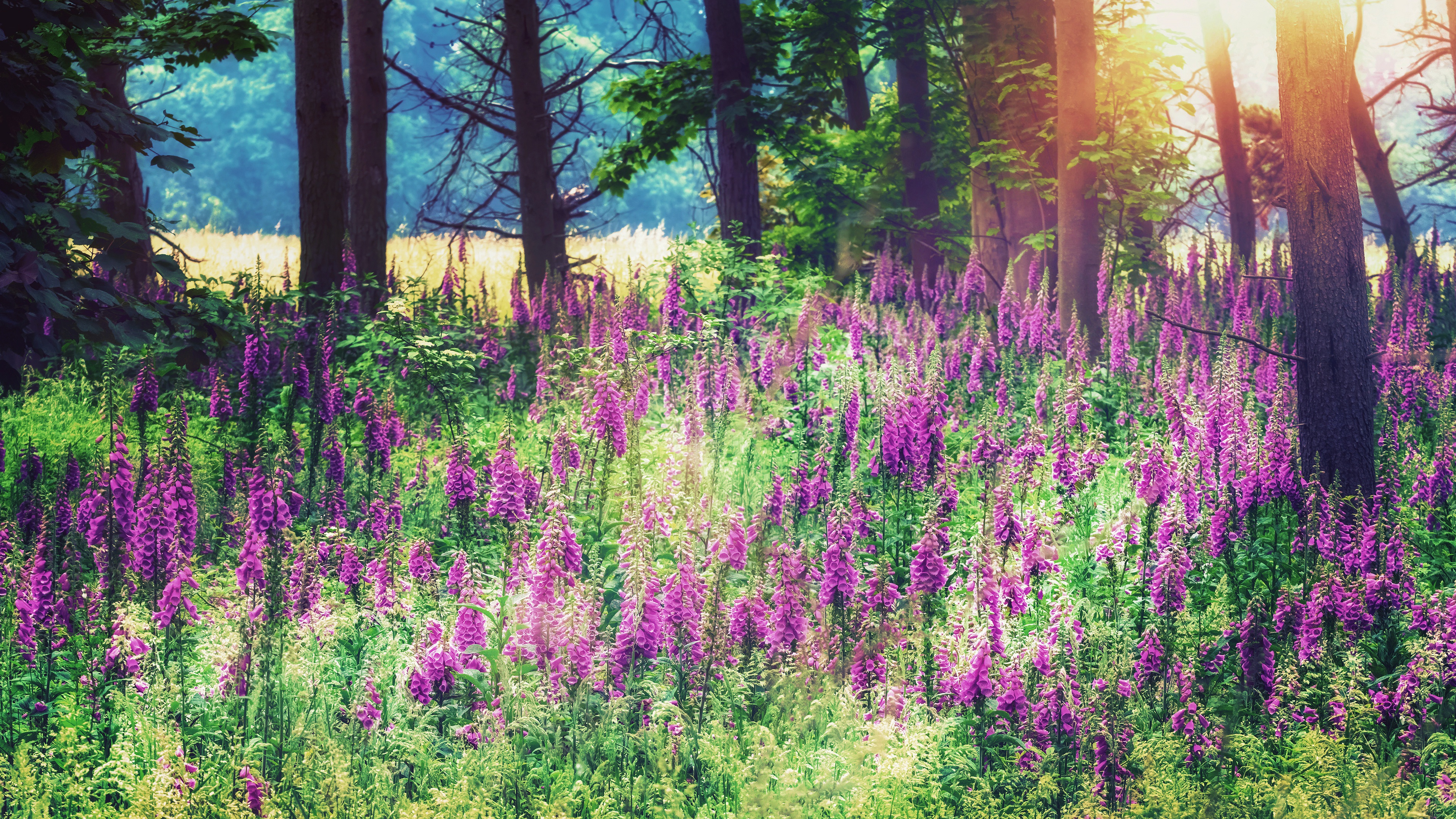 Free download wallpaper Flowers, Flower, Forest, Earth, Foxgloves on your PC desktop