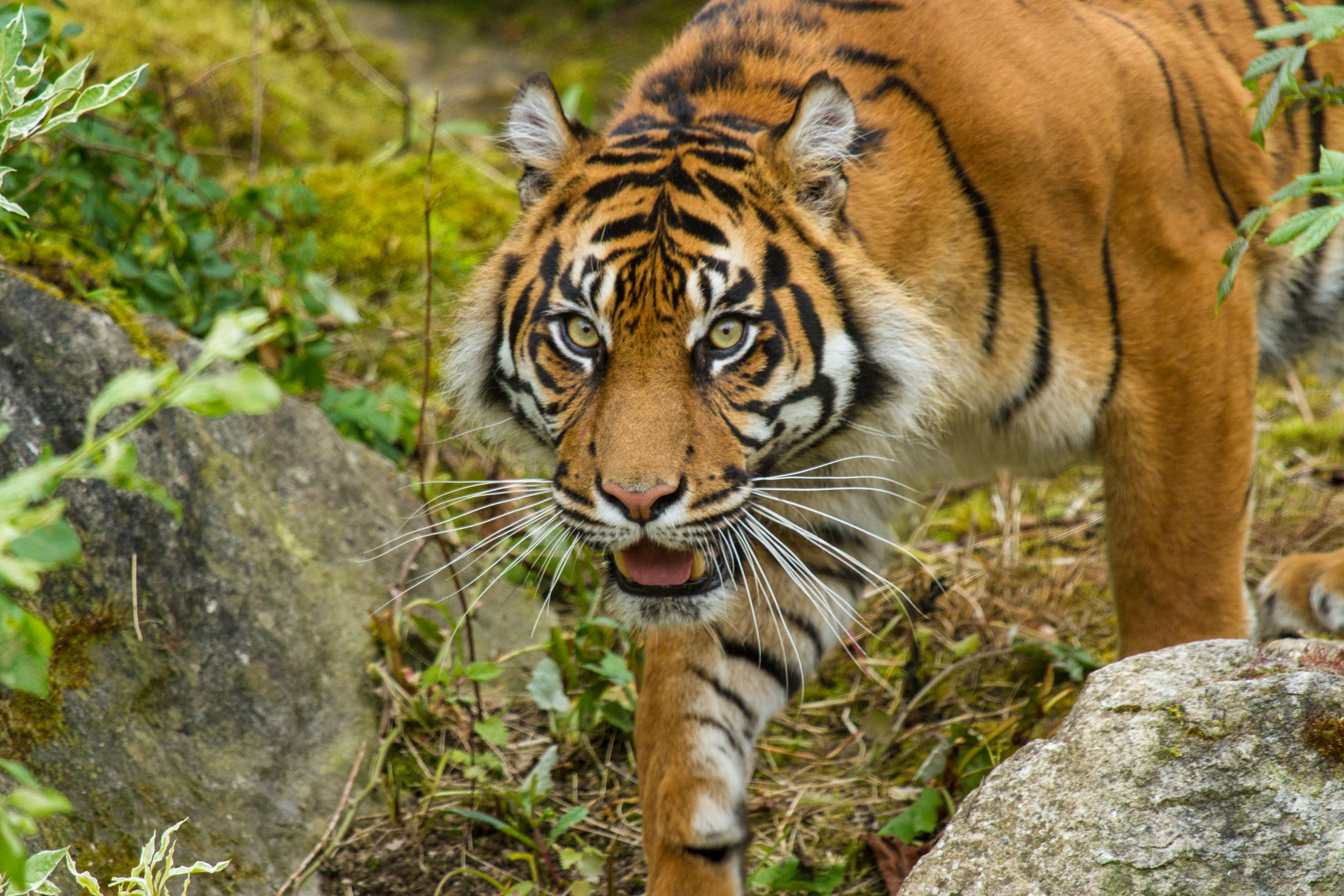 Téléchargez des papiers peints mobile Animaux, Chats, Tigre gratuitement.