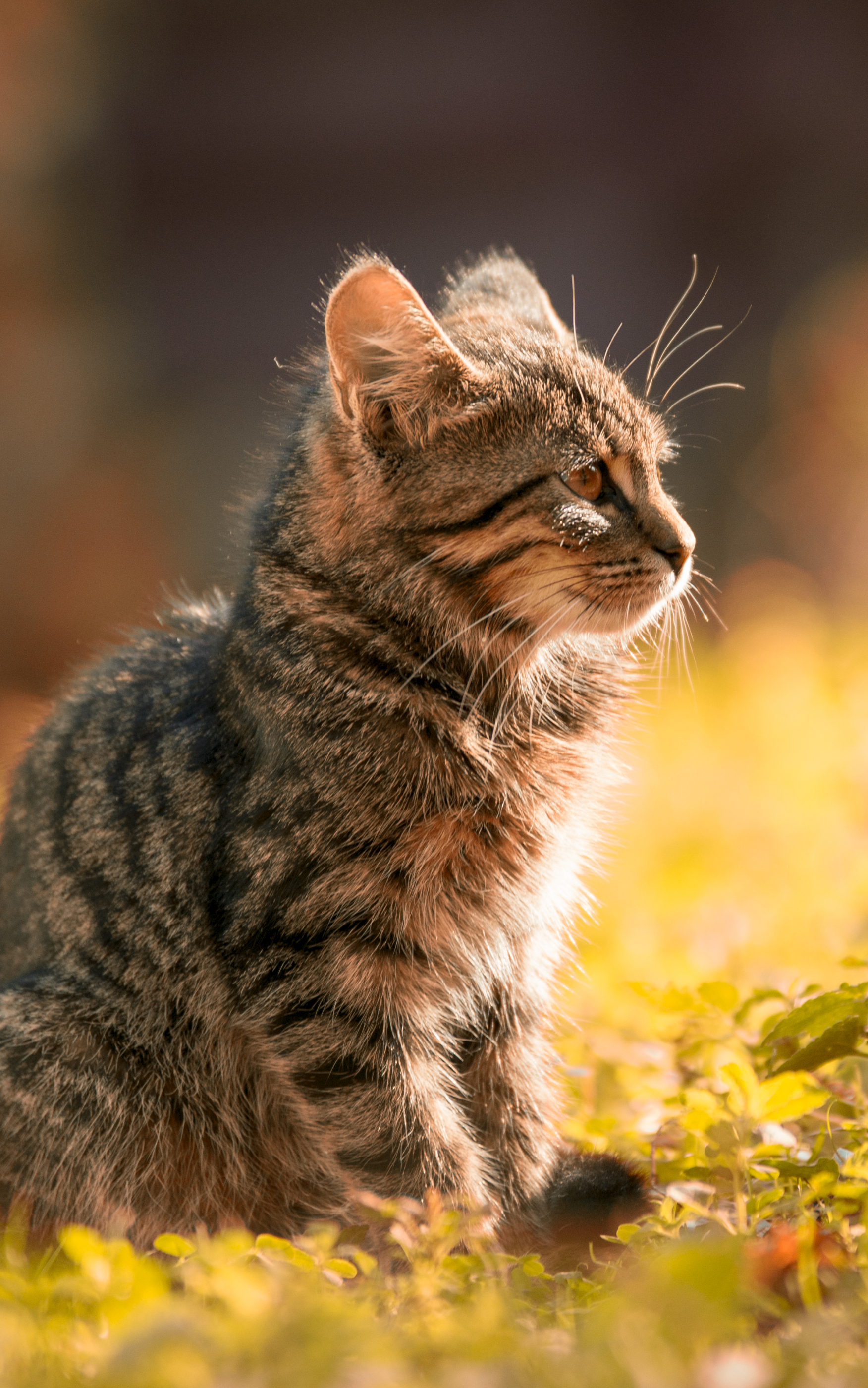 Handy-Wallpaper Tiere, Katzen, Katze kostenlos herunterladen.