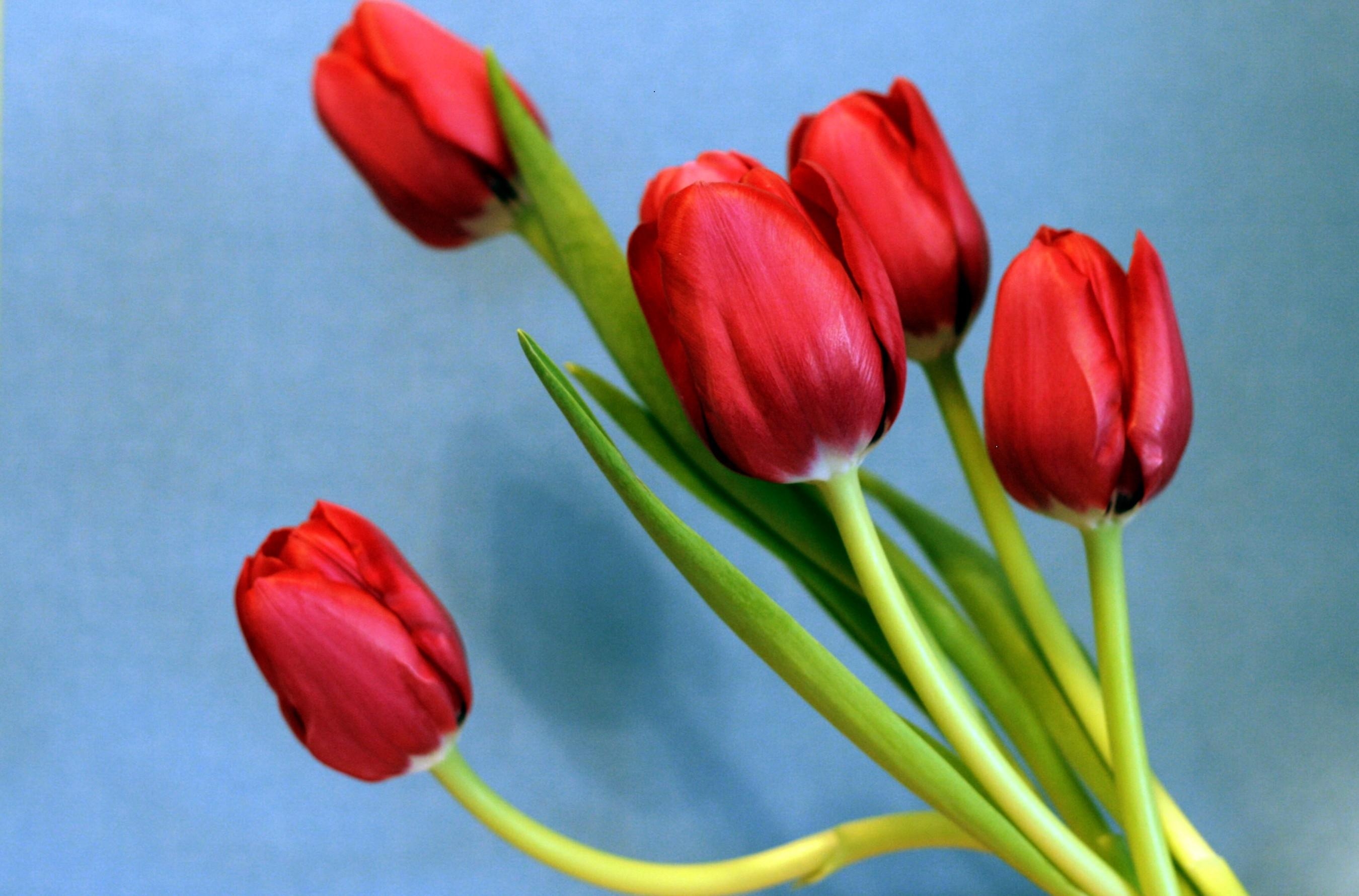 Скачать картинку Букет, Фон, Цветы, Тюльпаны, Весна в телефон бесплатно.